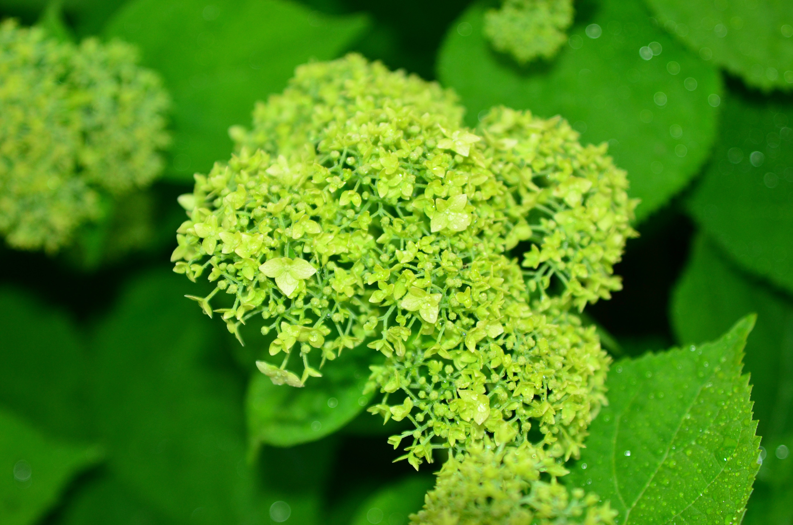 Дары природы. Фотограф viktor viktor