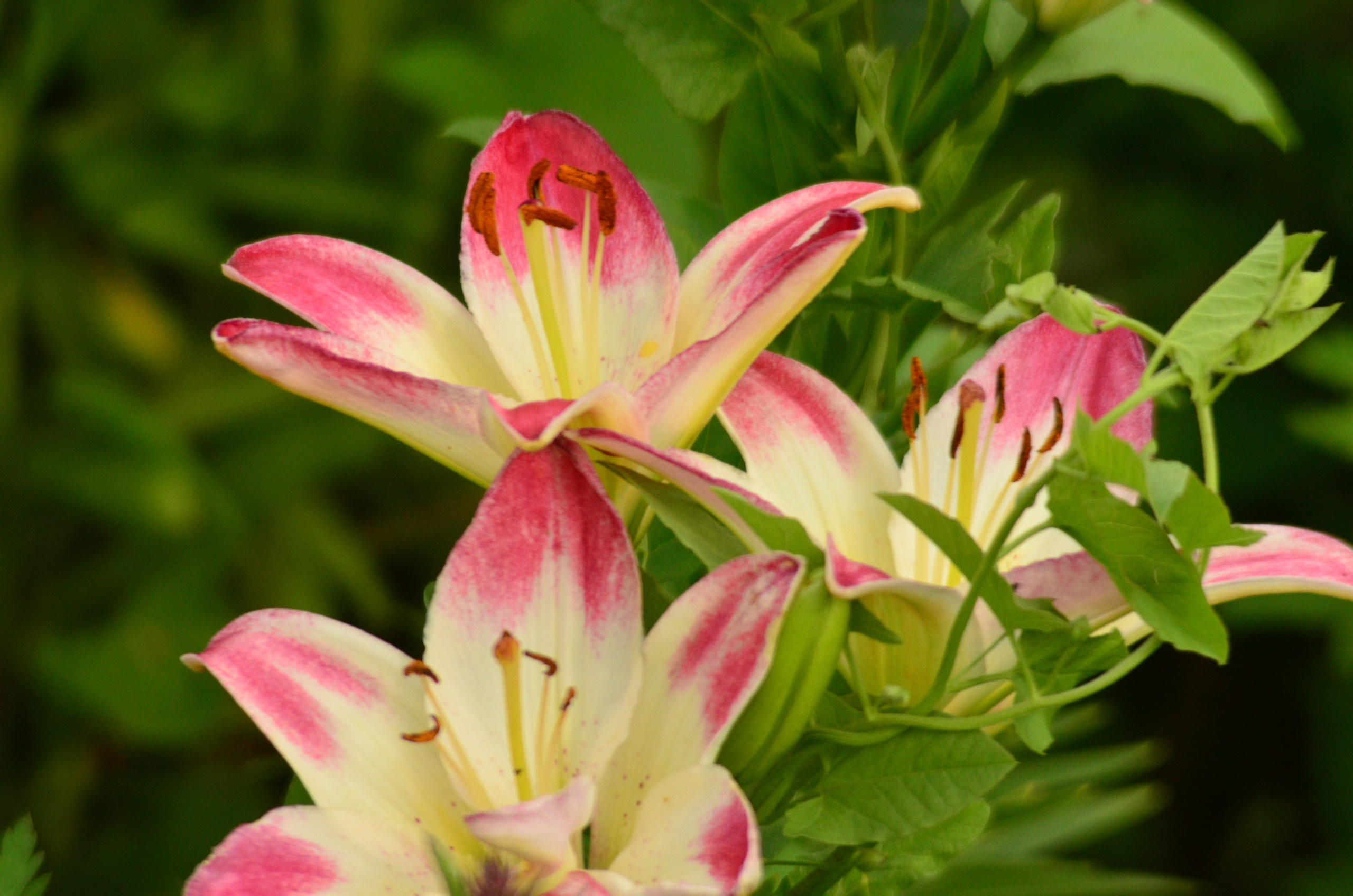 Дары природы. Фотограф viktor viktor