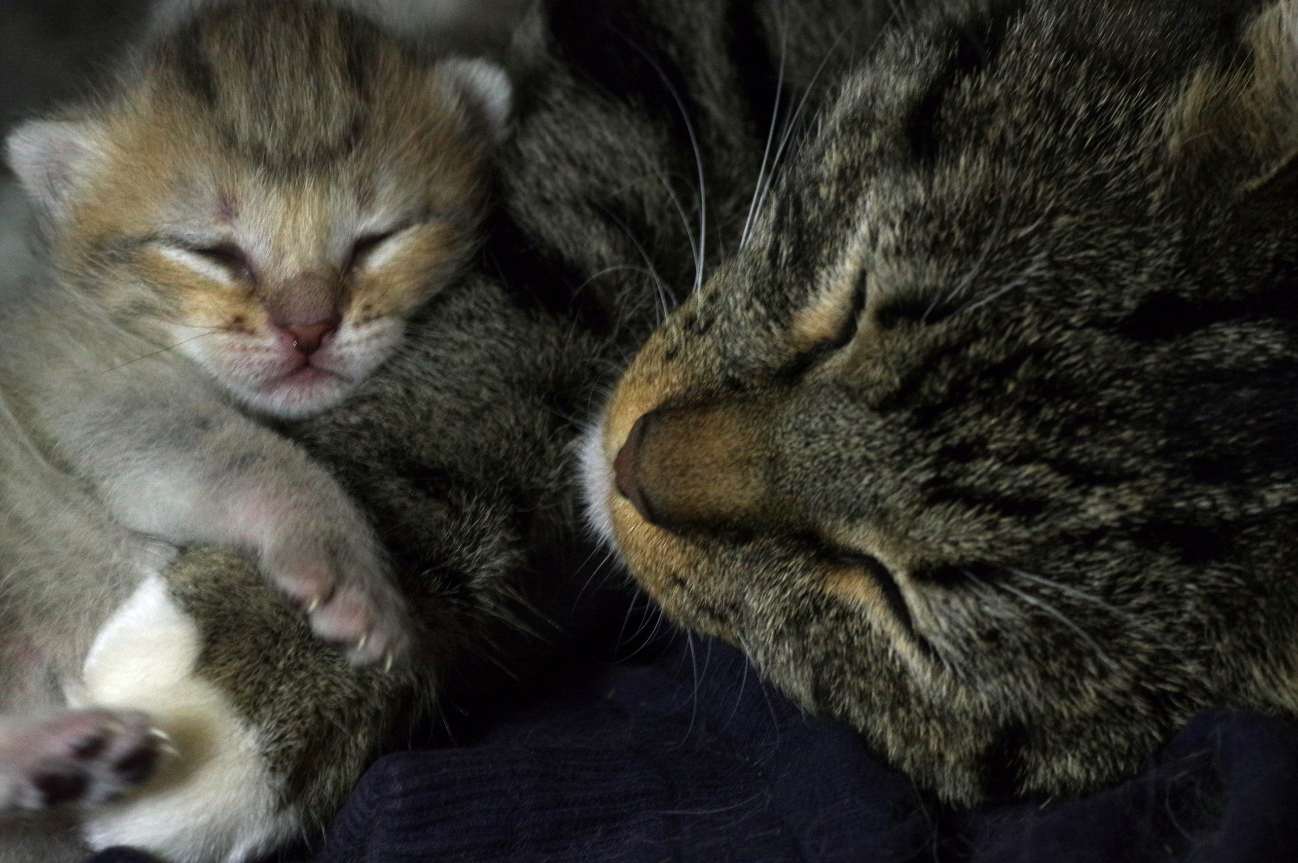 Котятам 9 дней. Вадим Шейдин