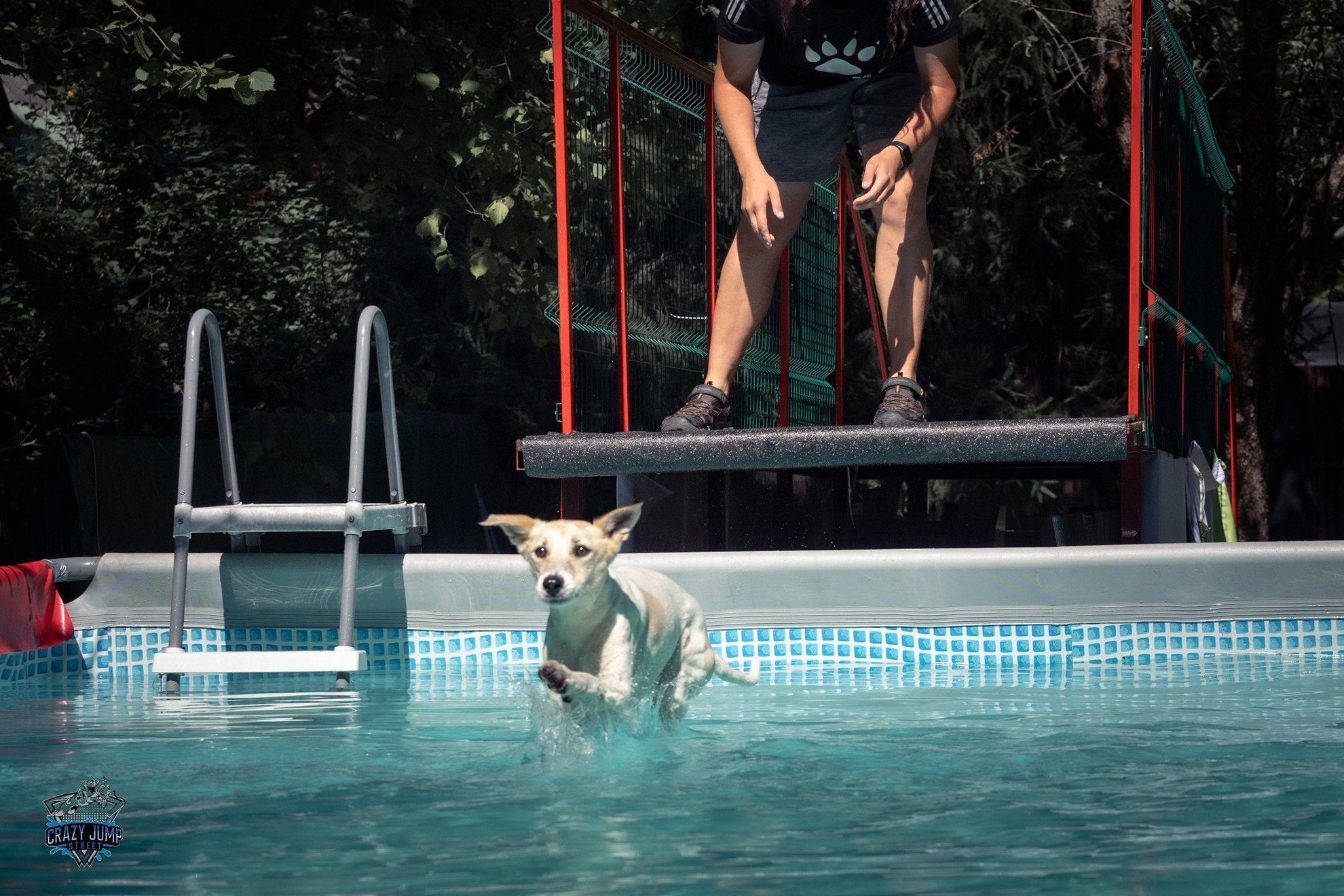 Собаки, спорт, Док дайвинг. Свадебный и репортажный фотограф в Москве и Московской области