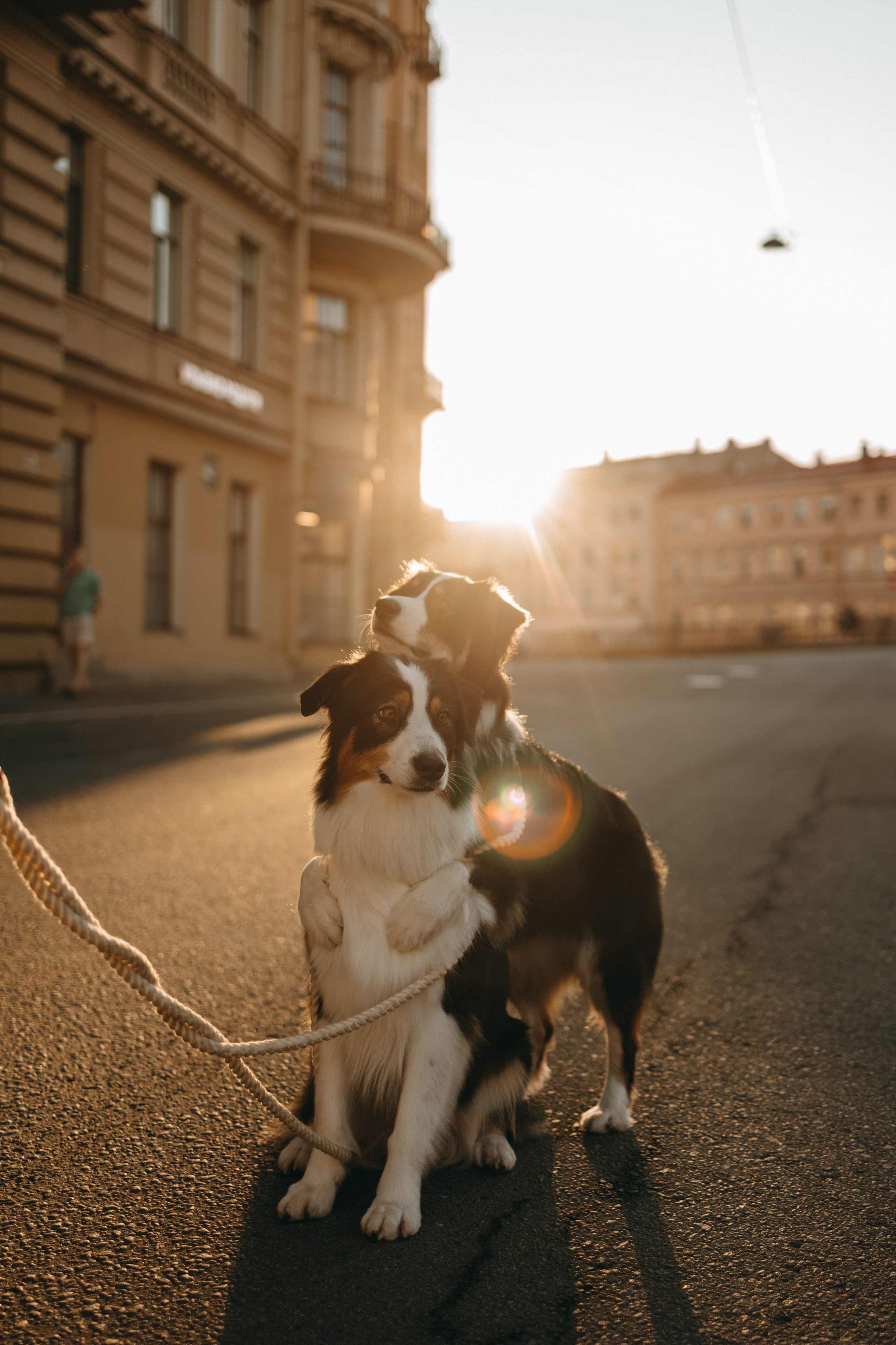 Катя и ее девочки. Фотограф — Анималист | Санкт-Петербург