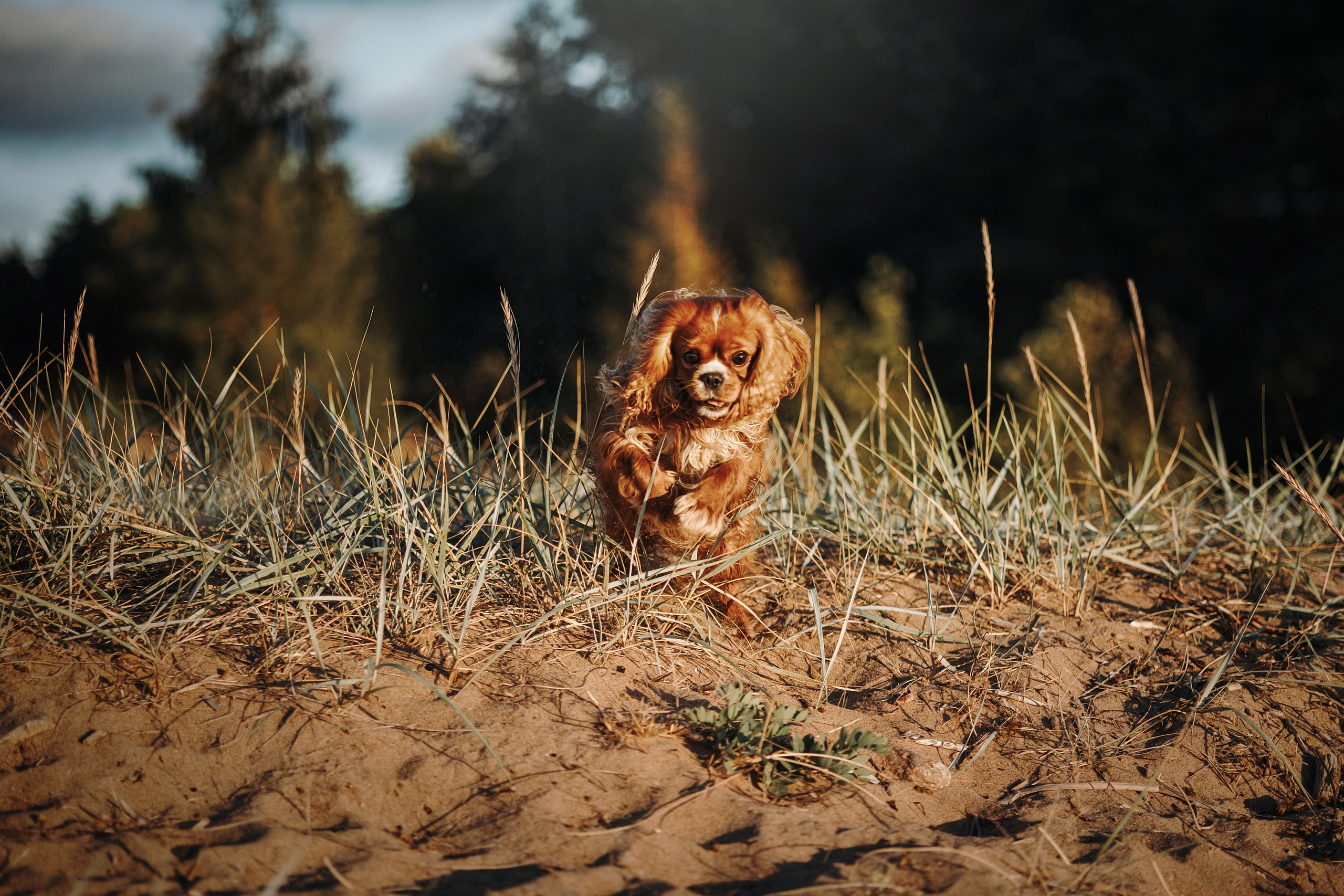 Верон, Гарри и их семья. Фотограф — Анималист | Санкт-Петербург
