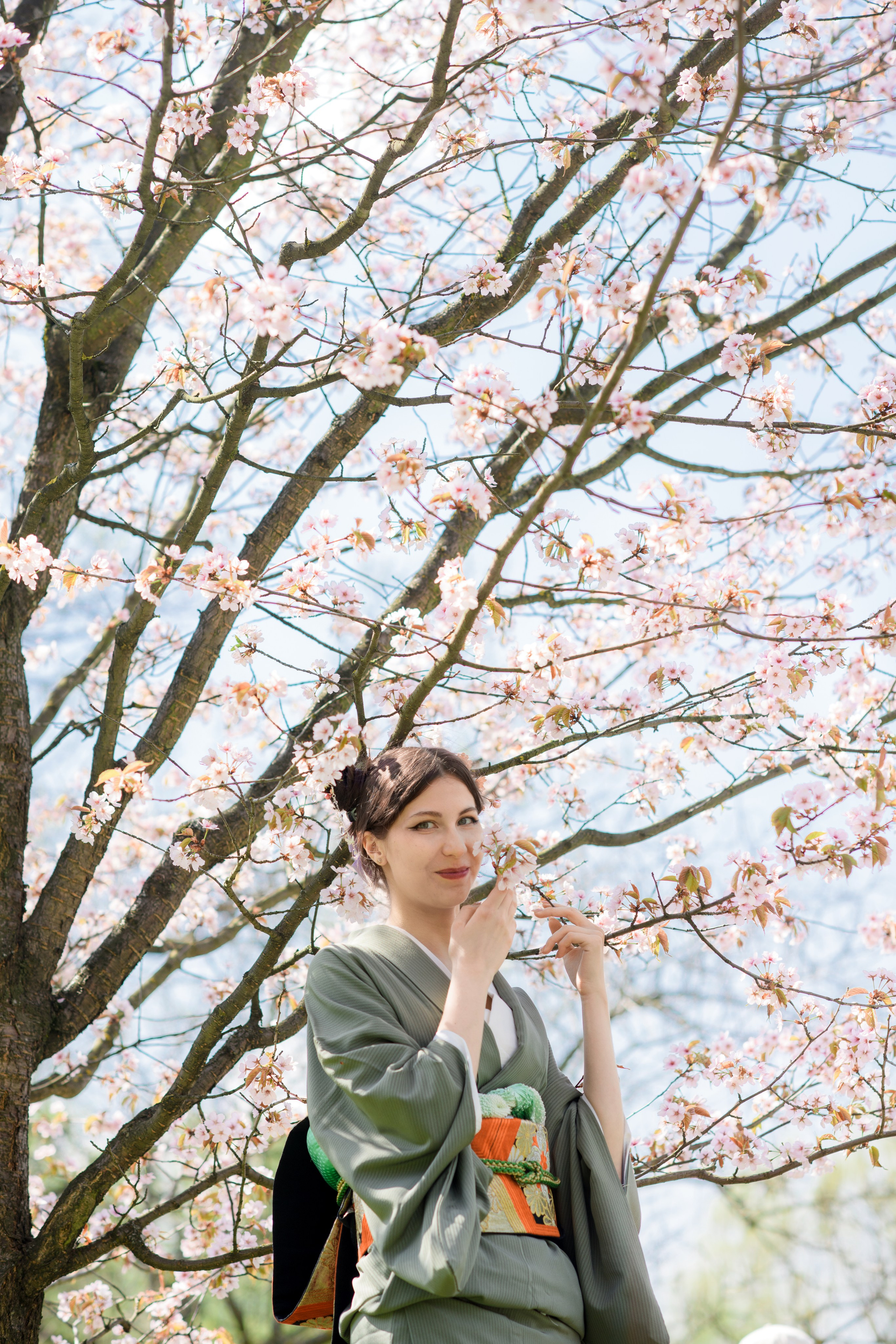 Любование цветением сакуры в Японском саду. Главная