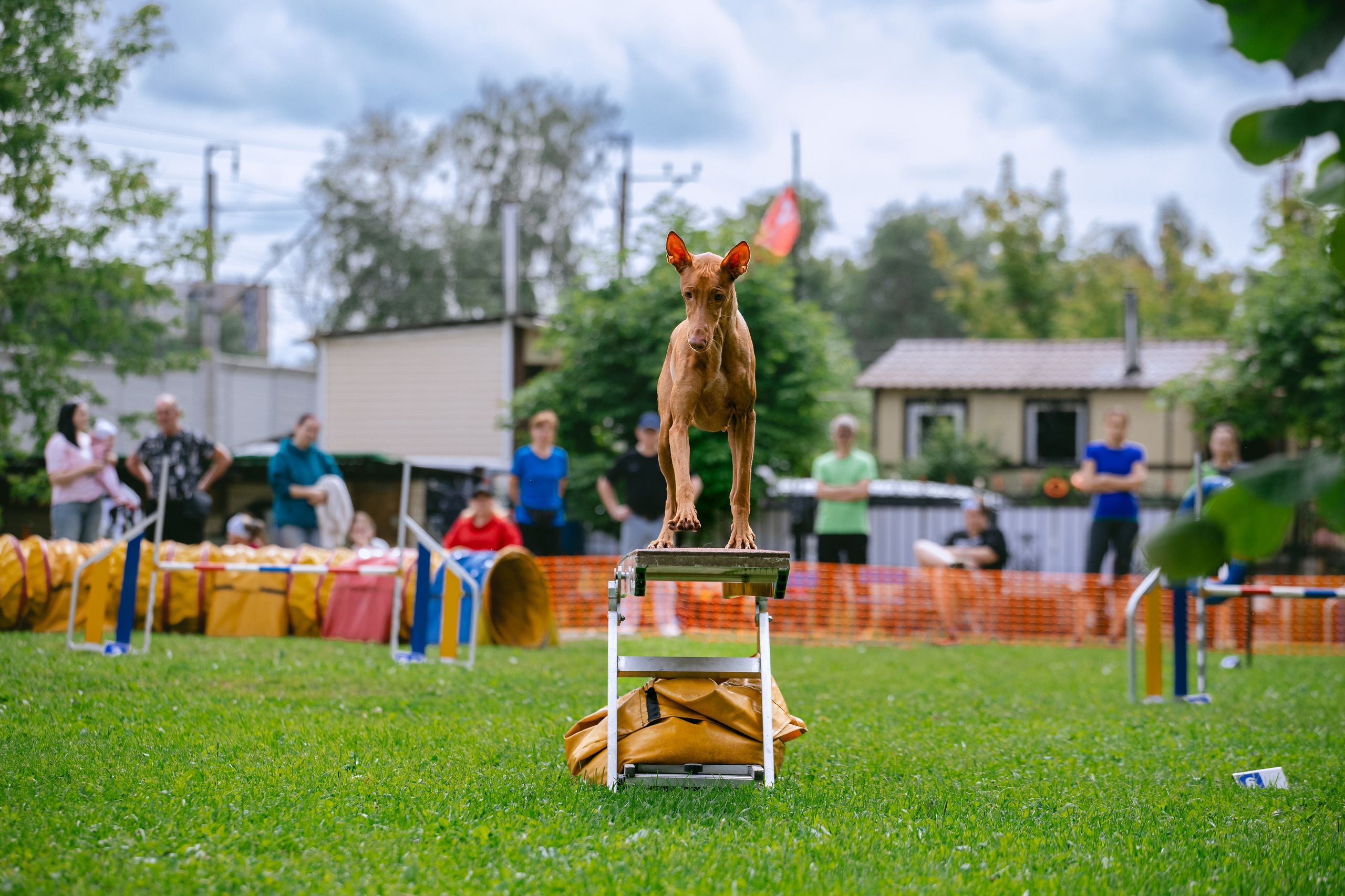 Соревнования по аджилити Долгопрудный 30.06.2025. Фотограф-анималист Татьяна Степанова