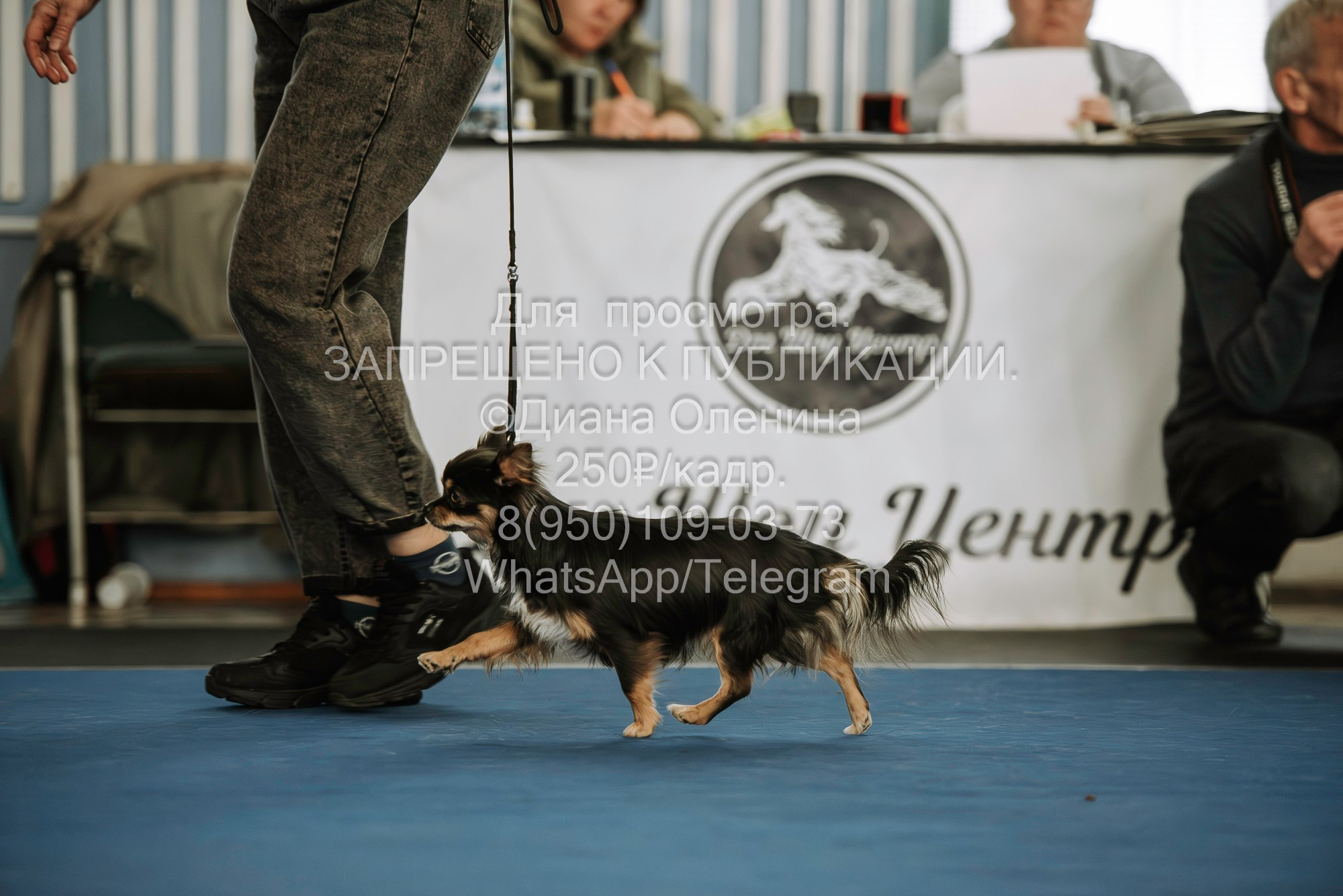 Выставка собак Красноярск 29.10.2023. Фотограф Диана Оленина Красноярск / Братск