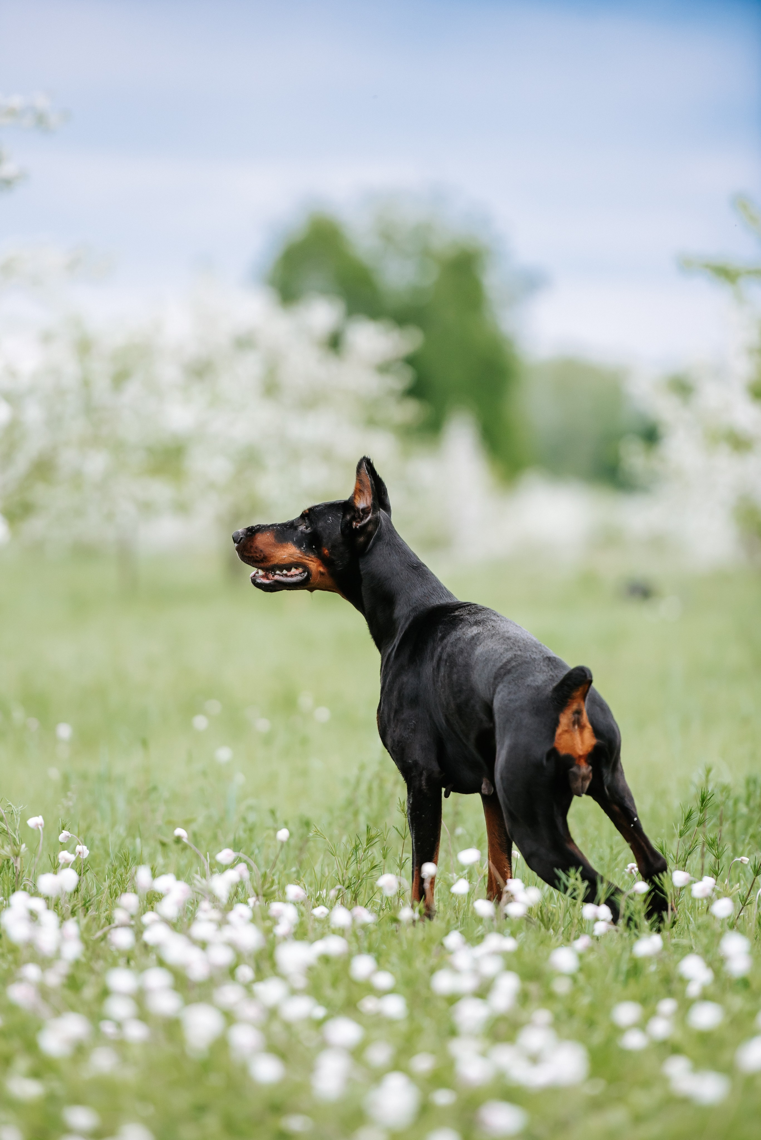 Цветение с доберманами. Фотограф Диана Оленина Красноярск / Братск
