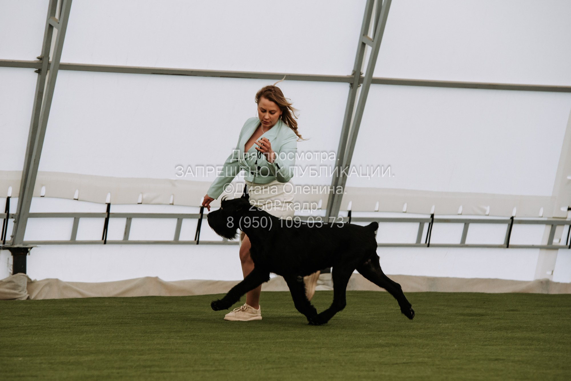 Выставка собак Красноярск 2.06. Фотограф Диана Оленина Красноярск / Братск