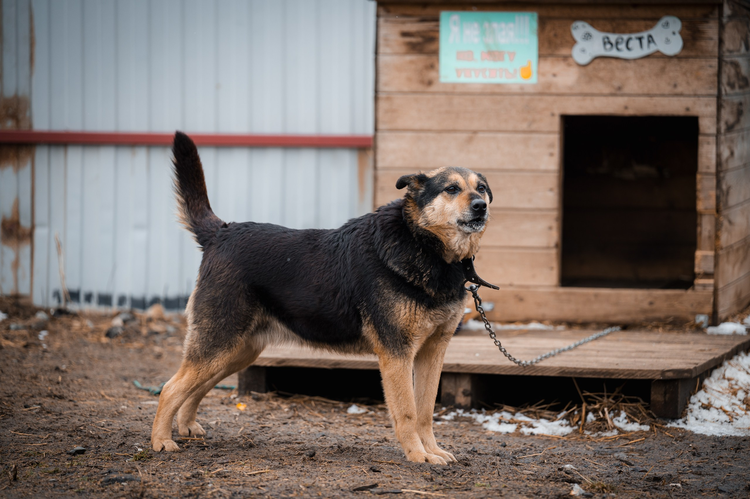 Веста. Улыбка собаки — спасение и пристройство бездомных собак