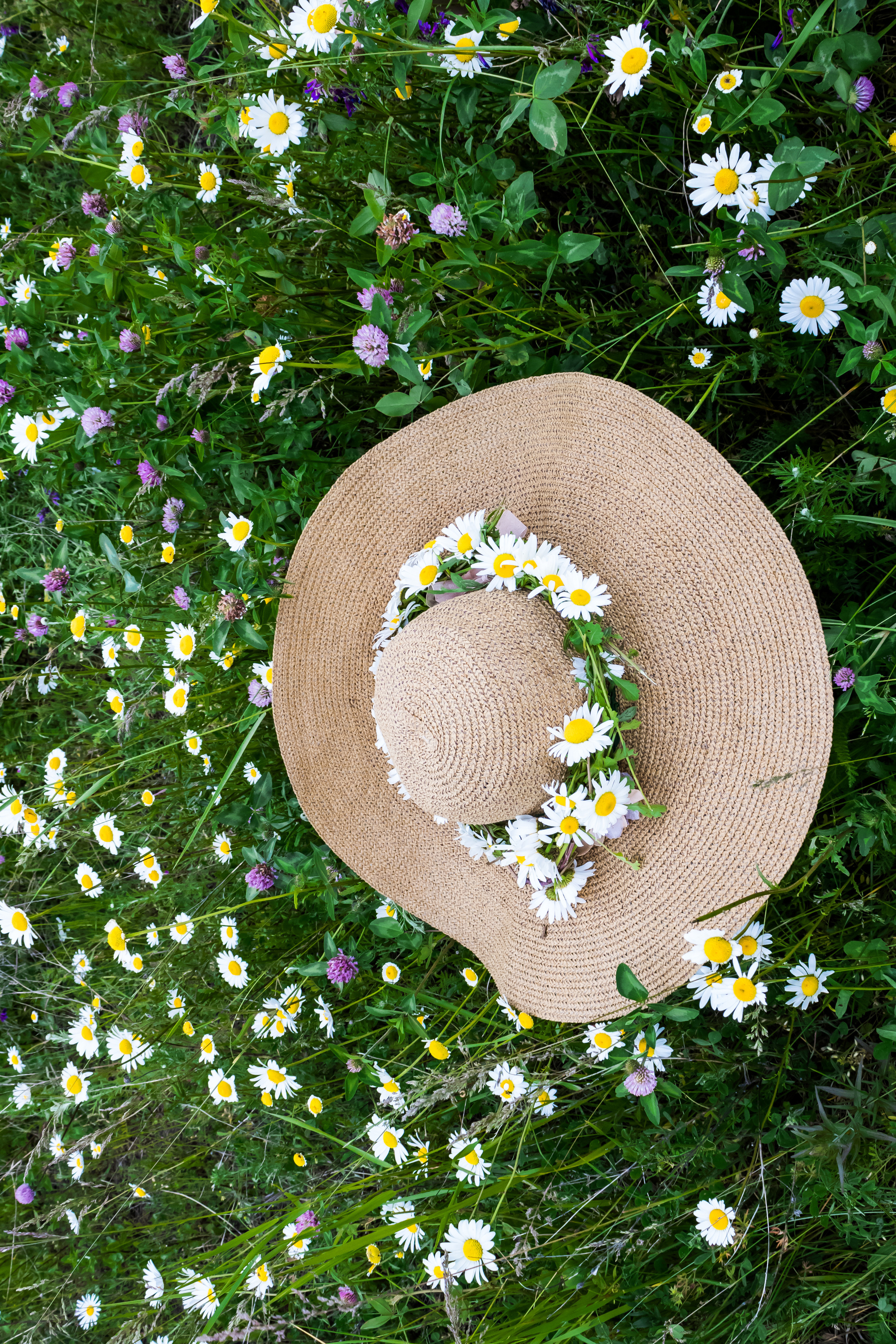 Ромашки. Фотограф детский и семейный Роза Юрченко в Геленджике, Краснодаре