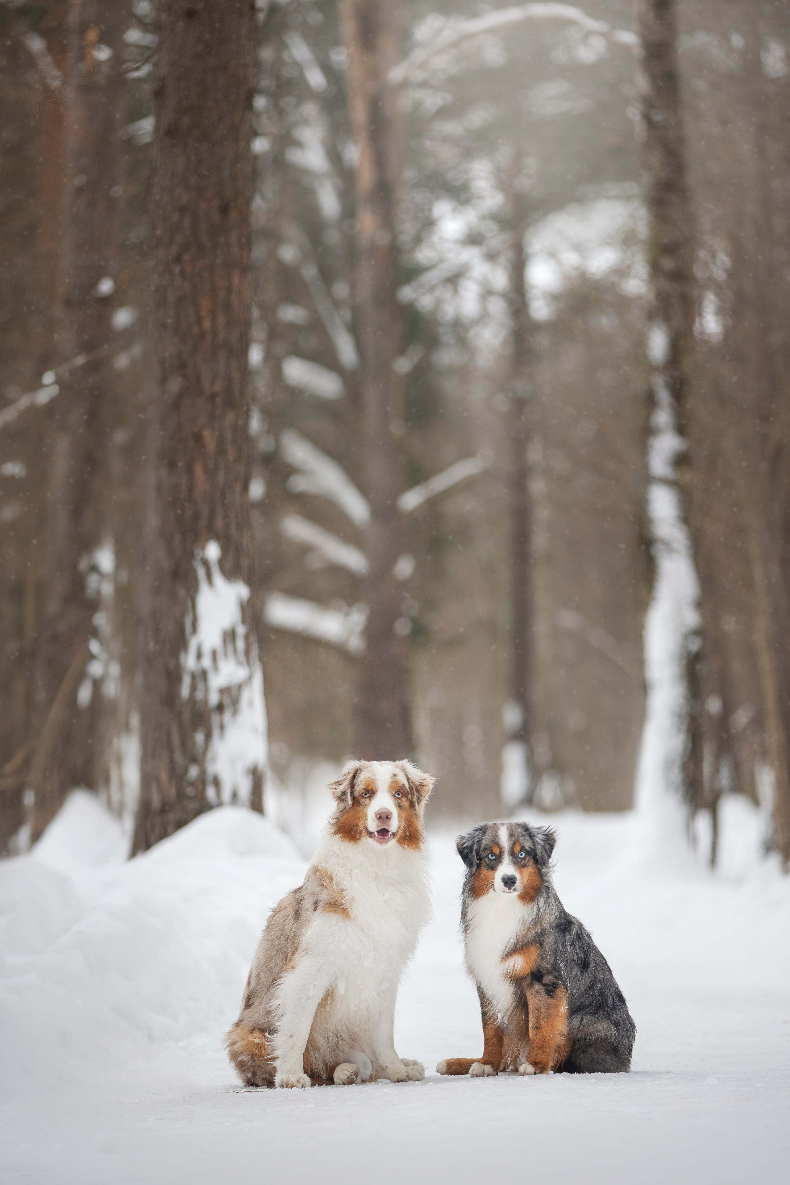 Дария, Макс, Сезам и Чили. Фотограф анималист в Москве Майорова Евгения
