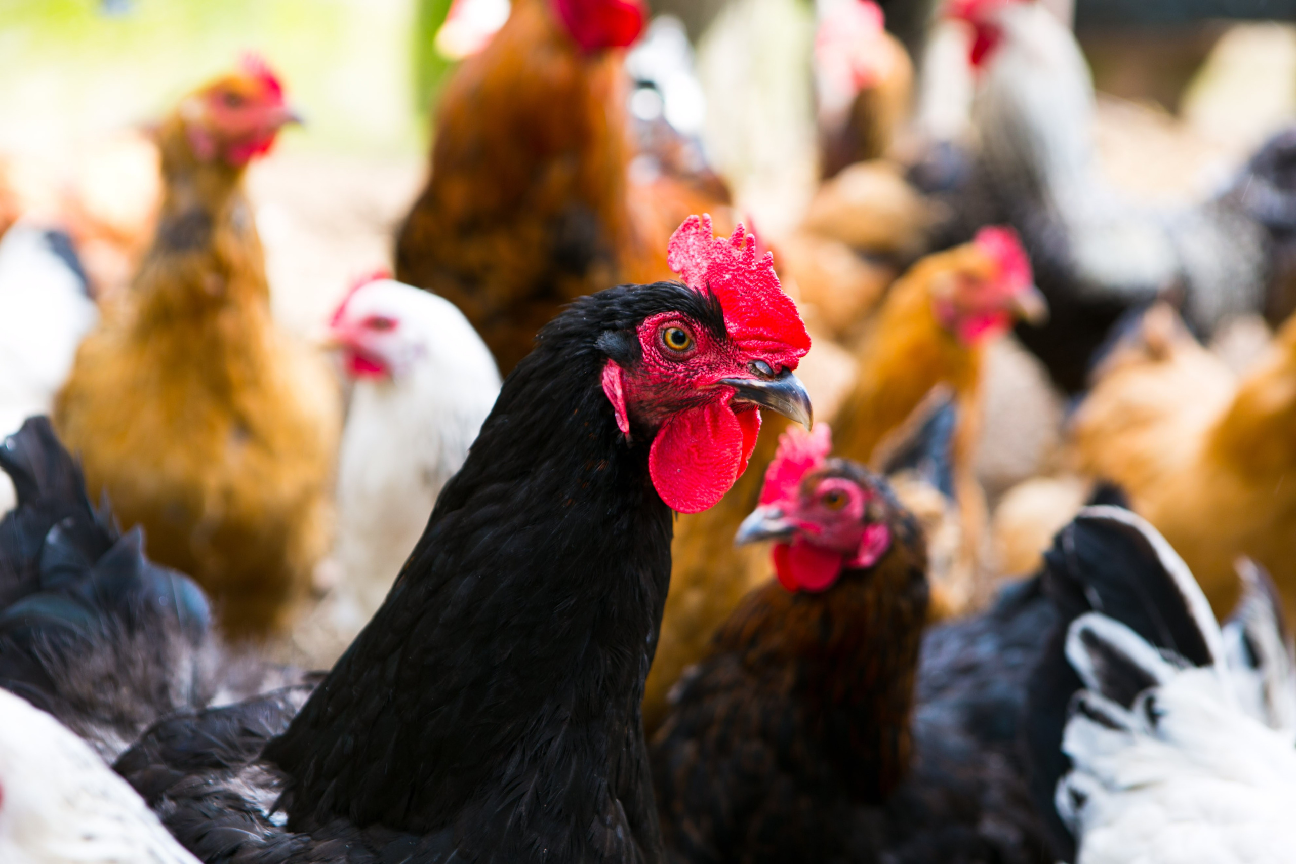 Деревенская еда «Домашние лакомста». Фотограф Красная Поляна — Сочи — Москва