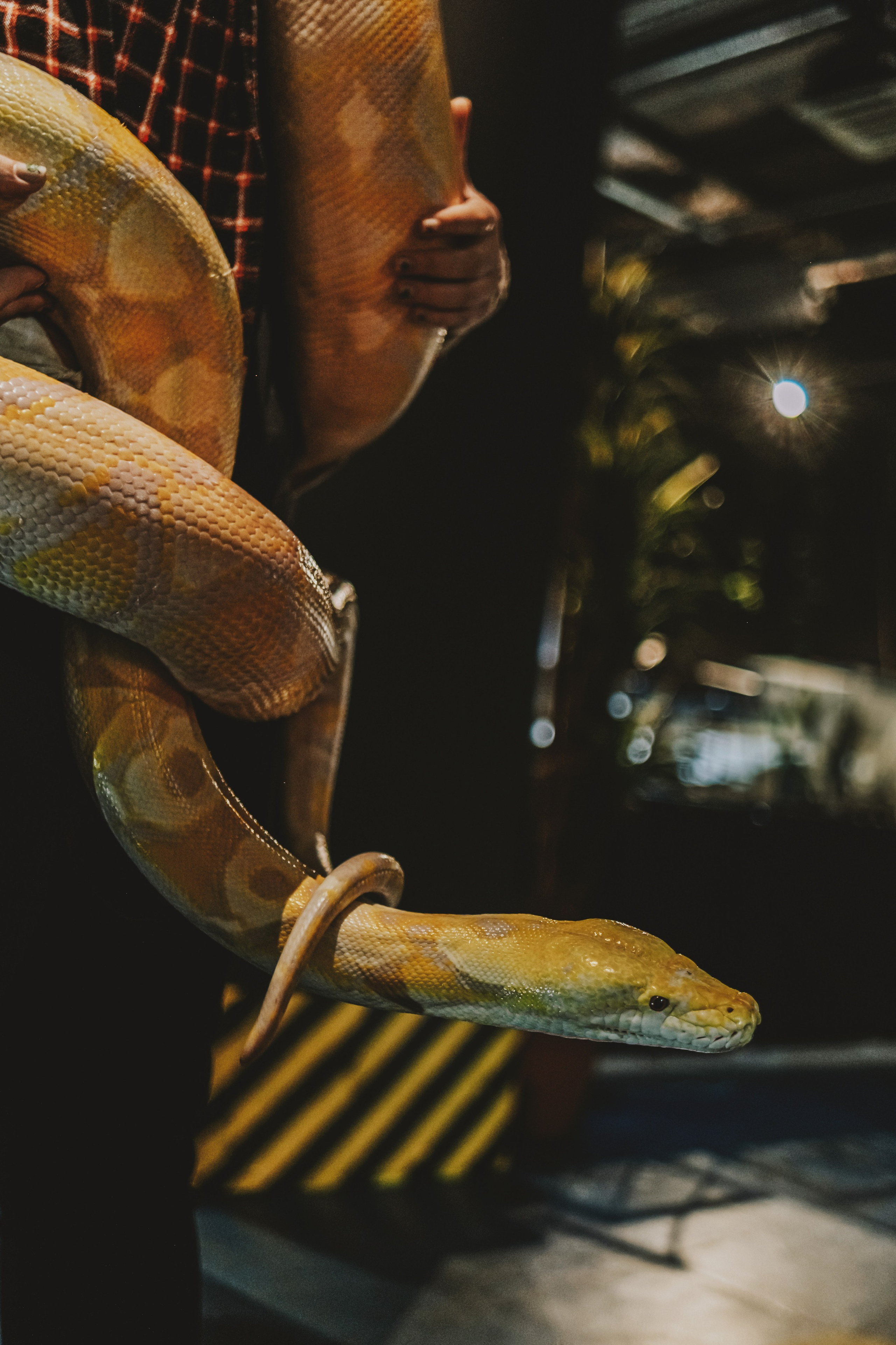 Дом Драконов. Nattie.ph