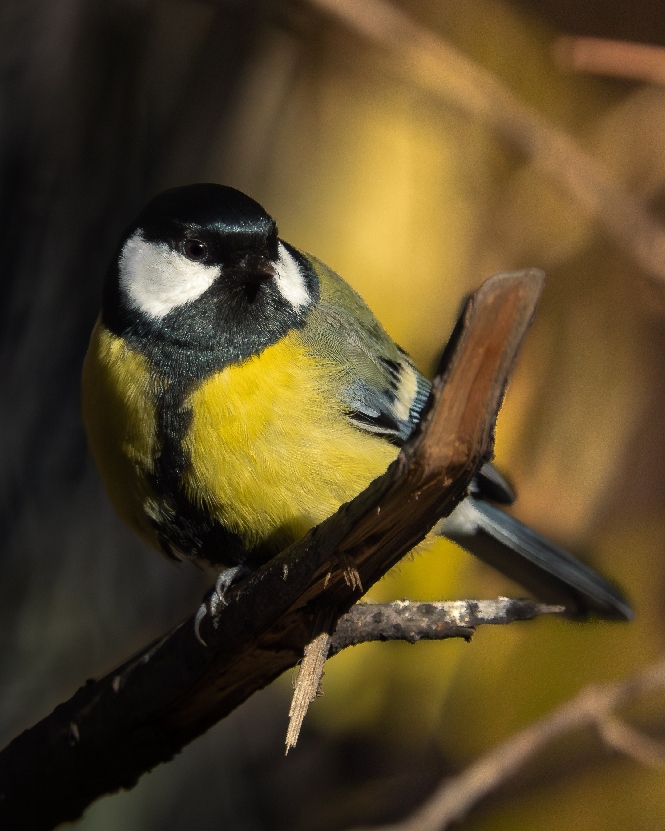 Wildlife. AndreyRKT Photo