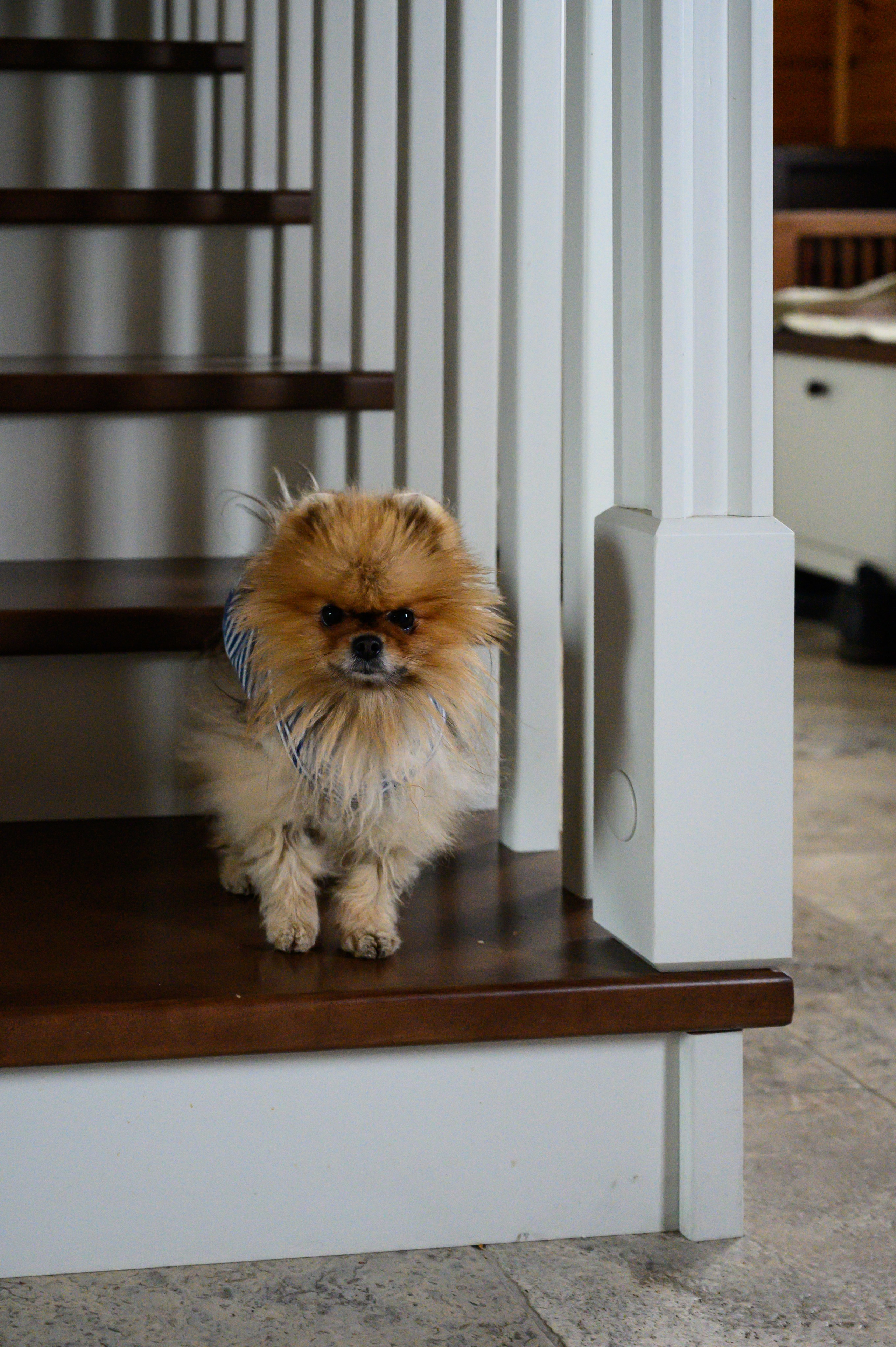 Загородный дом. Фотограф Таисия Лебеденко | Санкт-Петербург