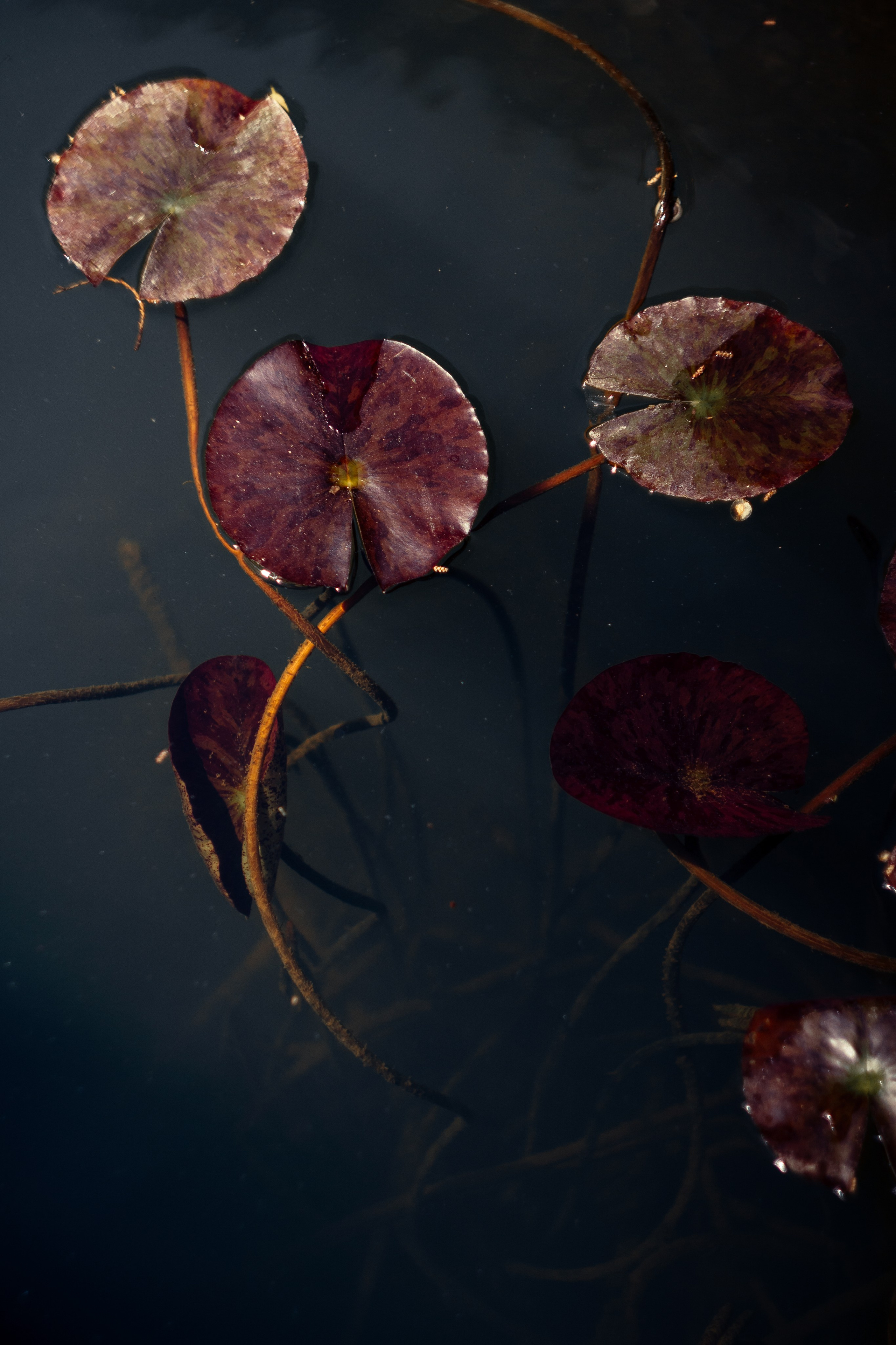 Helios. Photographer Mary Matveenko