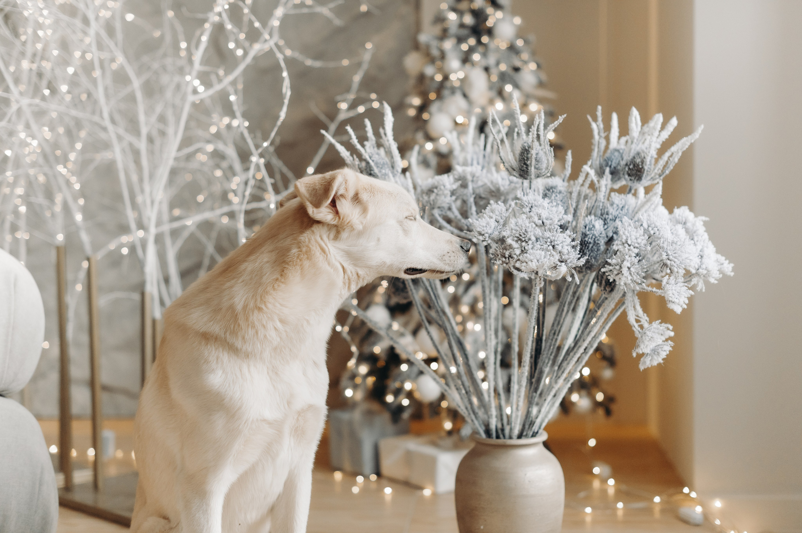 Анималистика. Главная