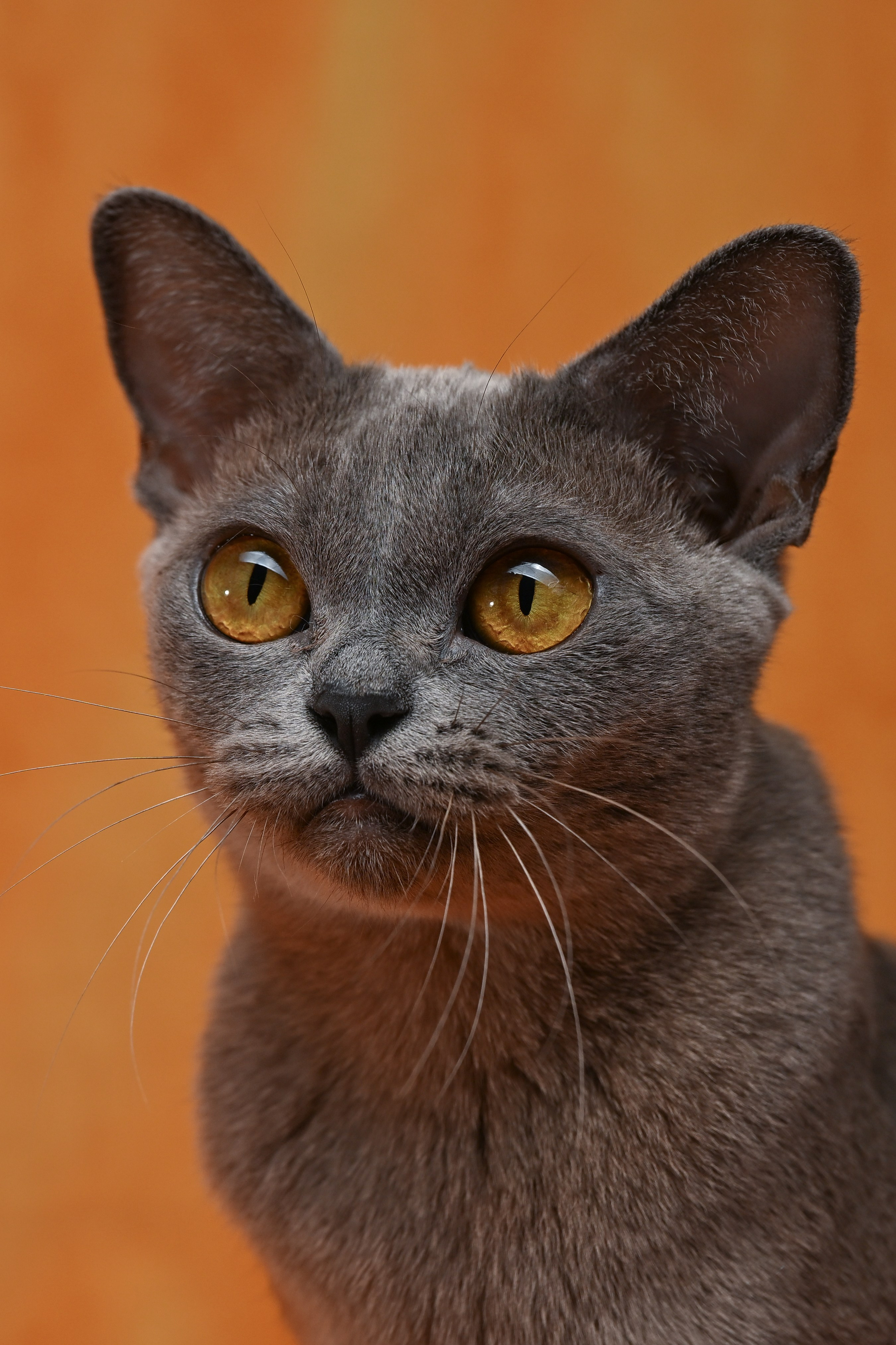 Кошки. Фотограф-анималист в Санкт-Петербурге Анастасия Иванова