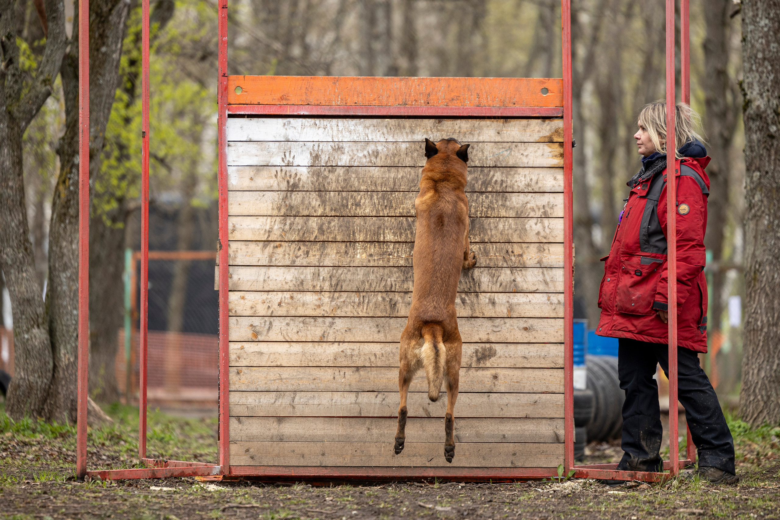 Квалификационные состязания по мондьорингу г. Вологда 11.05.24. Фотограф-анималист Анна Маринич