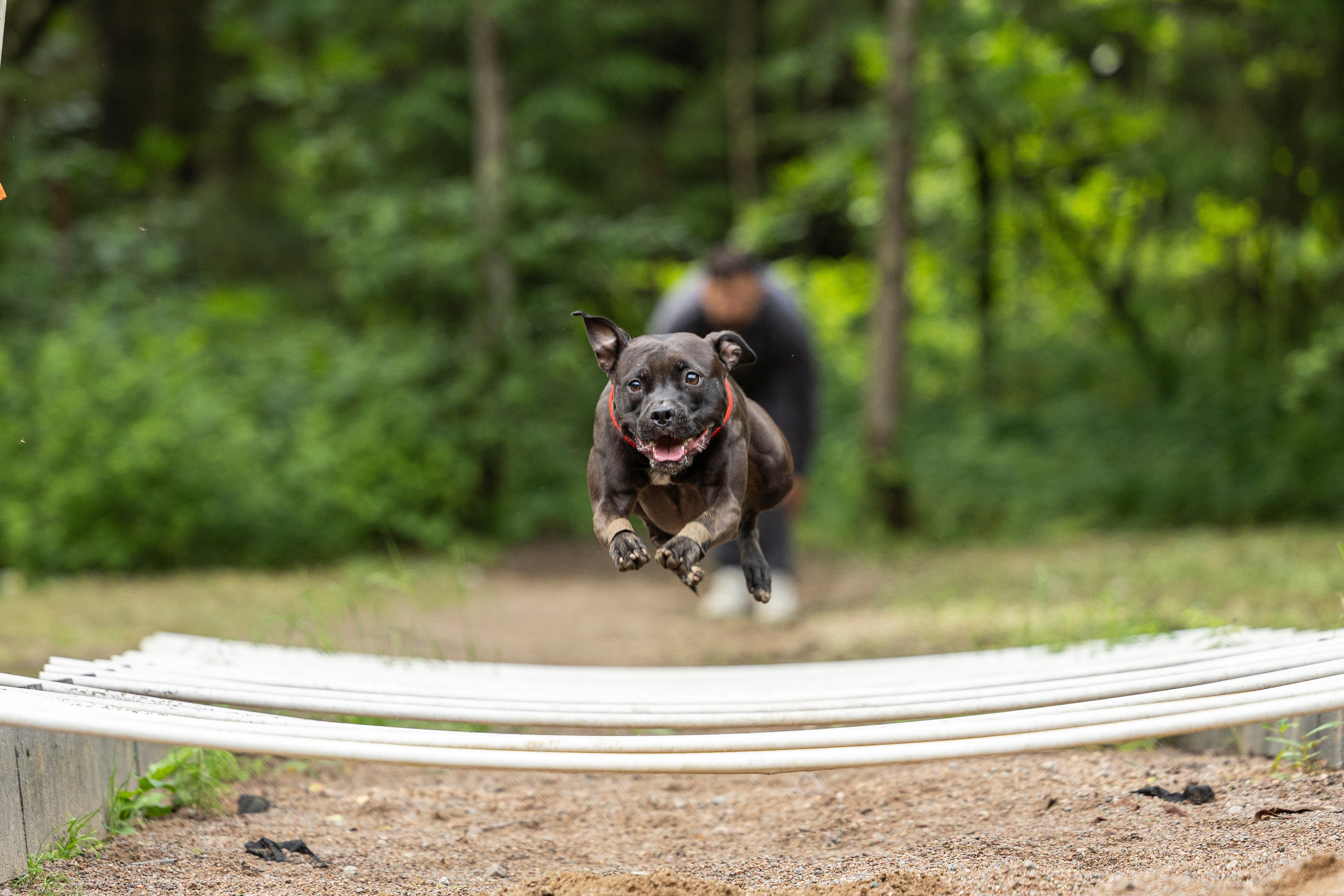 Пит-стафф многоборье. Фотограф-анималист Анна Маринич