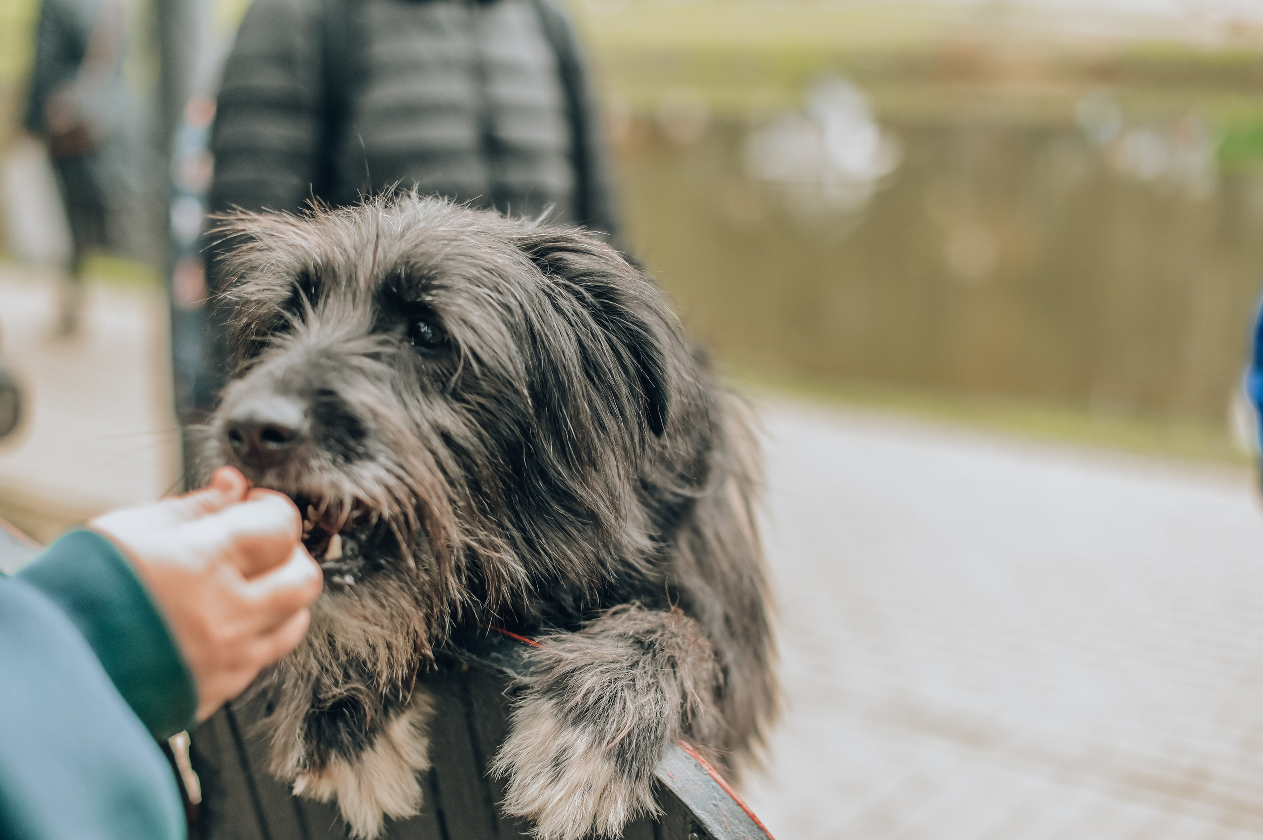 Занятие с кинологом. Семейный и репортажный фотограф в Москве Анастасия Трубкина