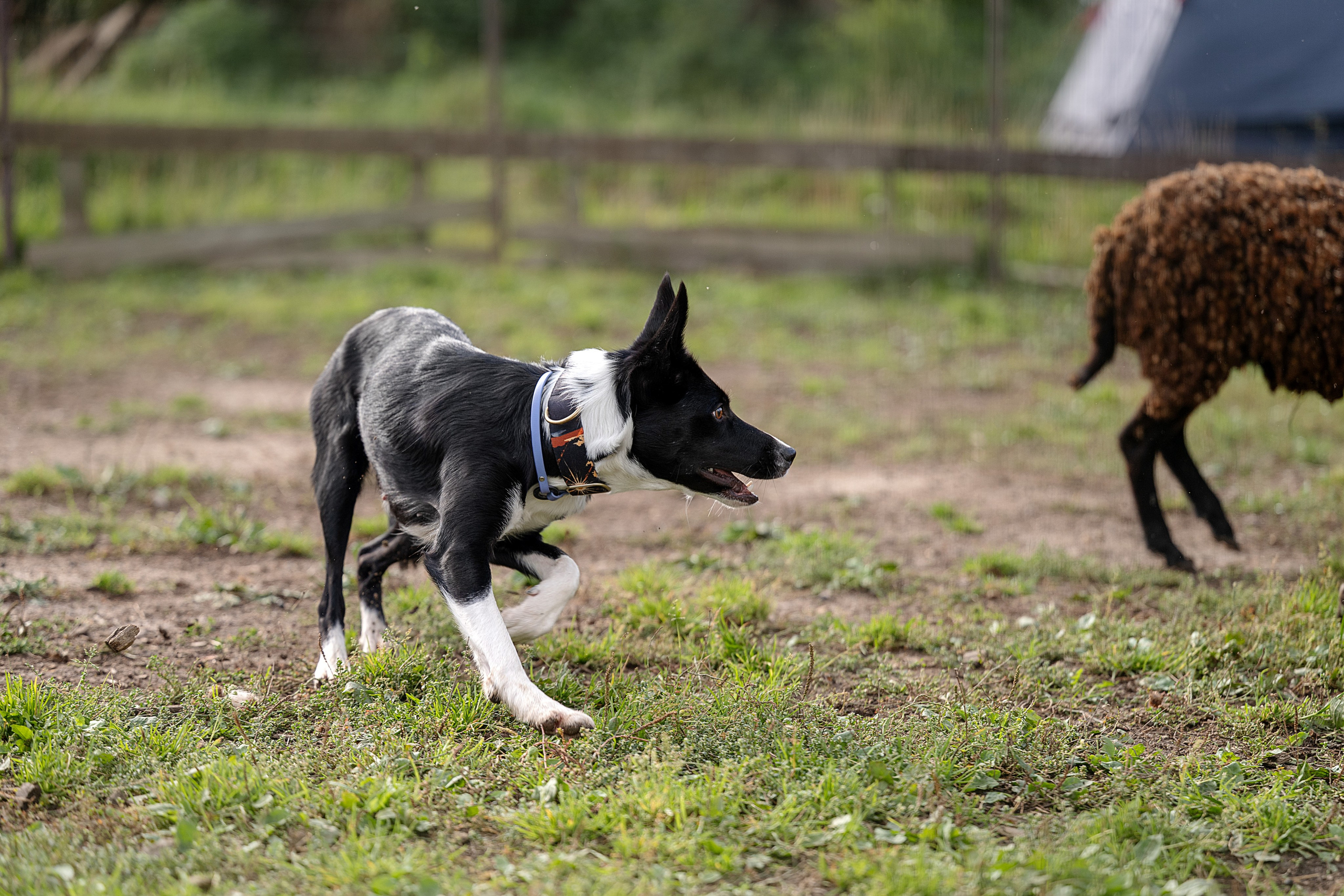Тренировки пастьбы. Фотограф-анималист Виктория Симонова. СПб
