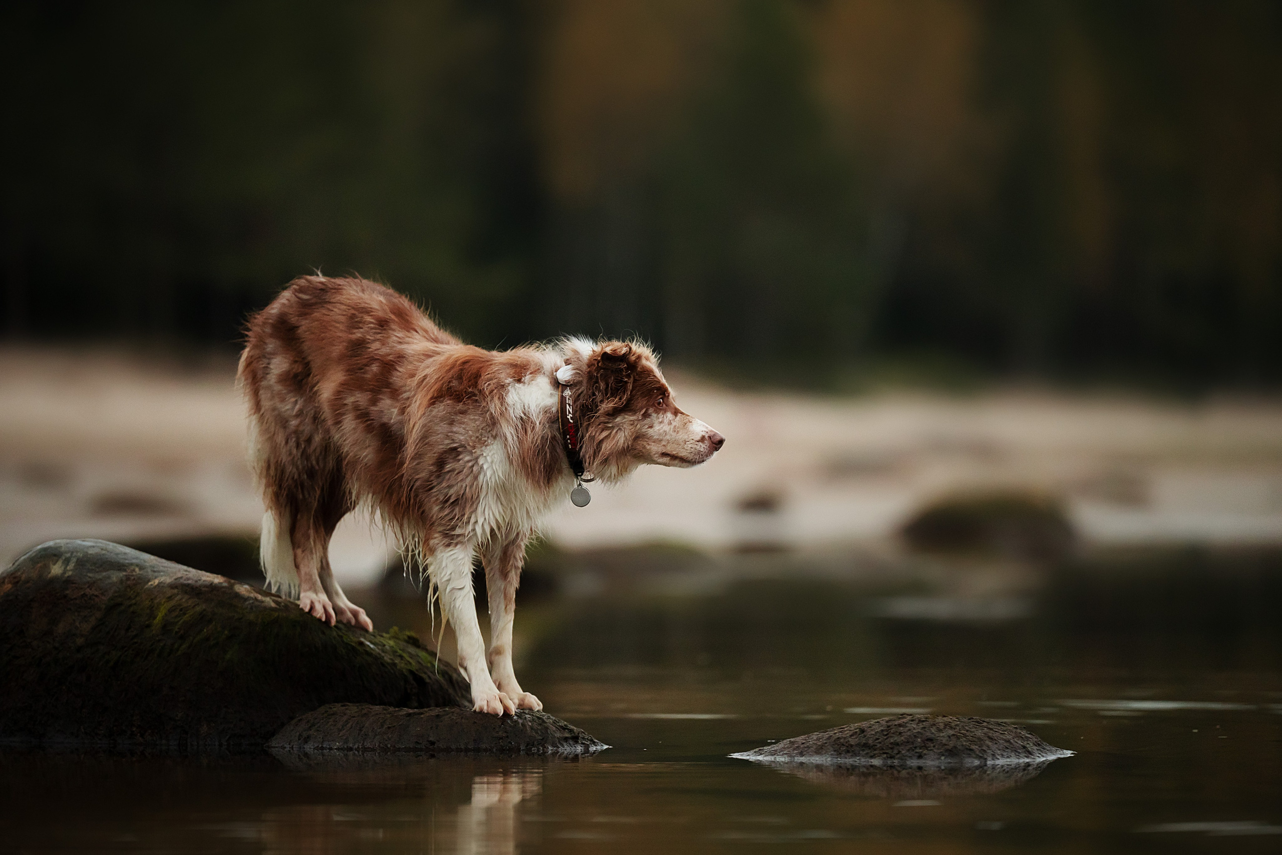Прогулочная съемка. Фотограф-анималист Виктория Симонова. СПб