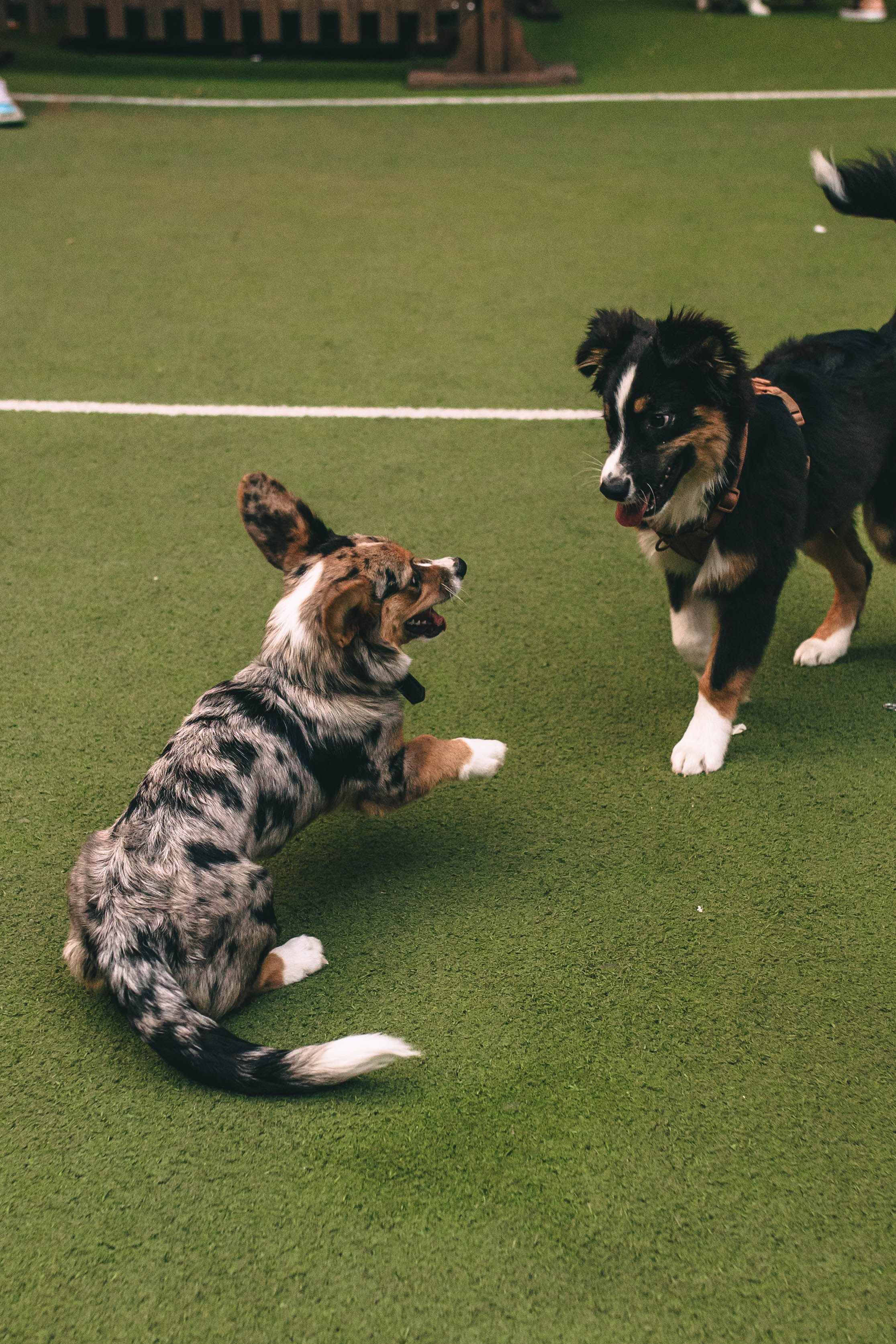 Pet-Party + Live-music |Парк Культуры. Фотограф в Ставрополе Алина Клочкова