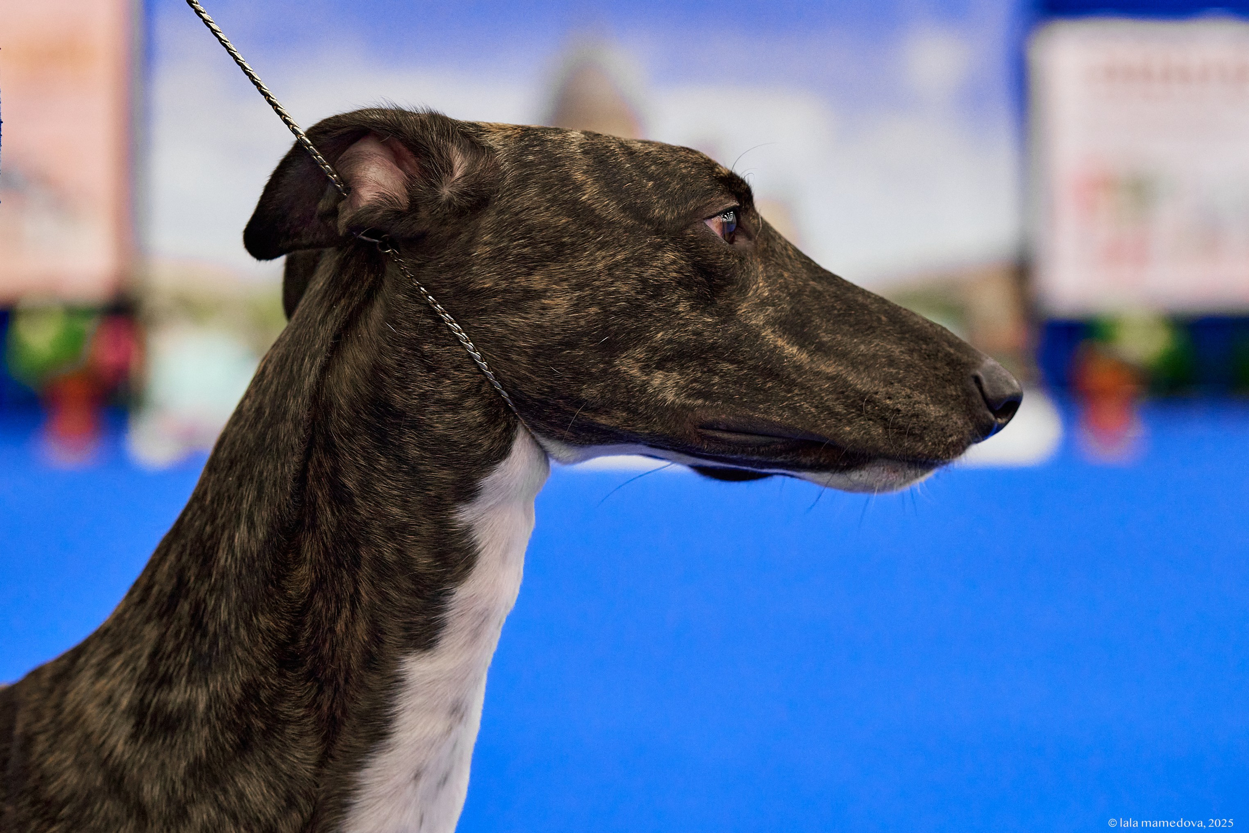 22-23 FEB 2025 | NATIONAL DOG SHOW «BALTIC TRIUMPH-2025»