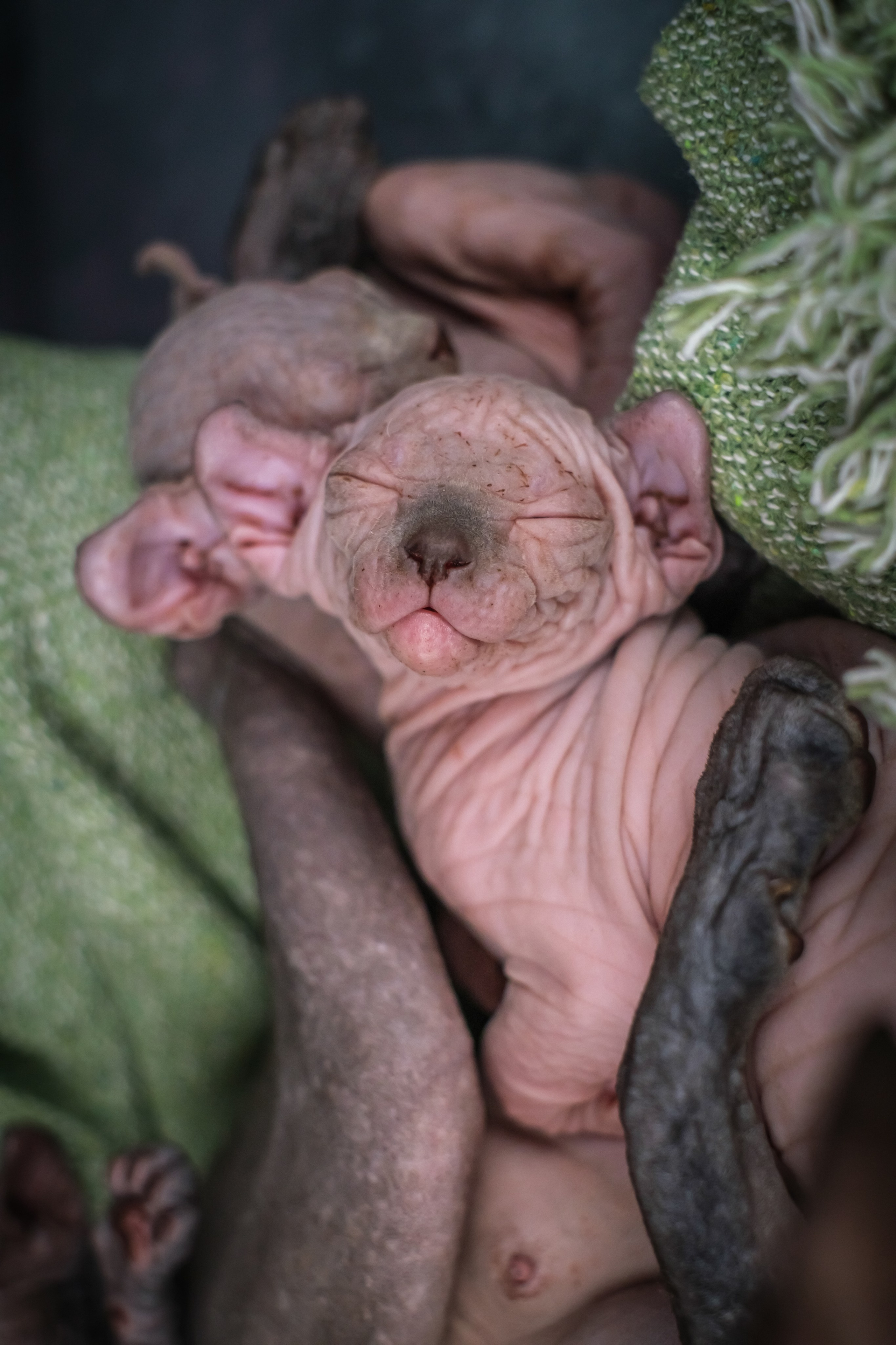 Котята для Данила и Ланы. Зоофотограф, фотограф животных в Москве и области Дина Дамоцева