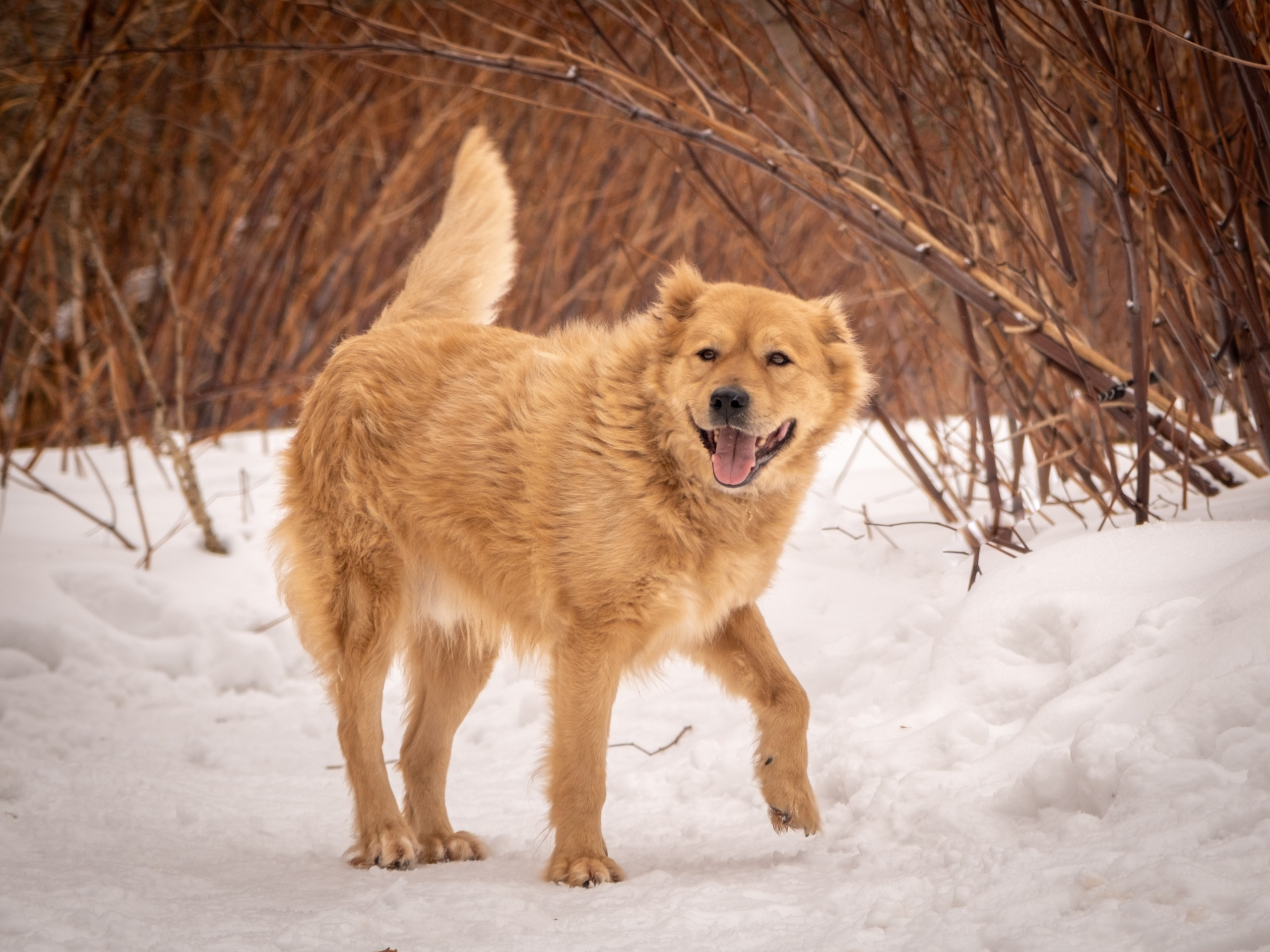 Приют Бирюлёво — для Надежды!. Зоофотограф, фотограф животных в Москве и области Дина Дамоцева