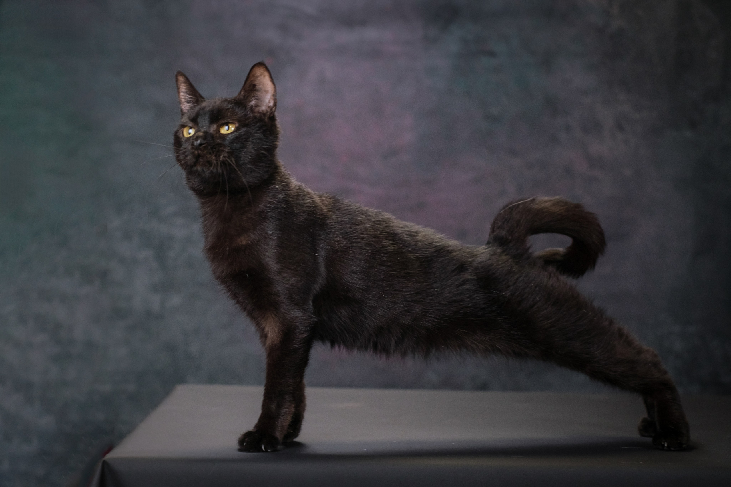 Котики Мурмурии). Зоофотограф, фотограф животных в Москве и области Дина Дамоцева