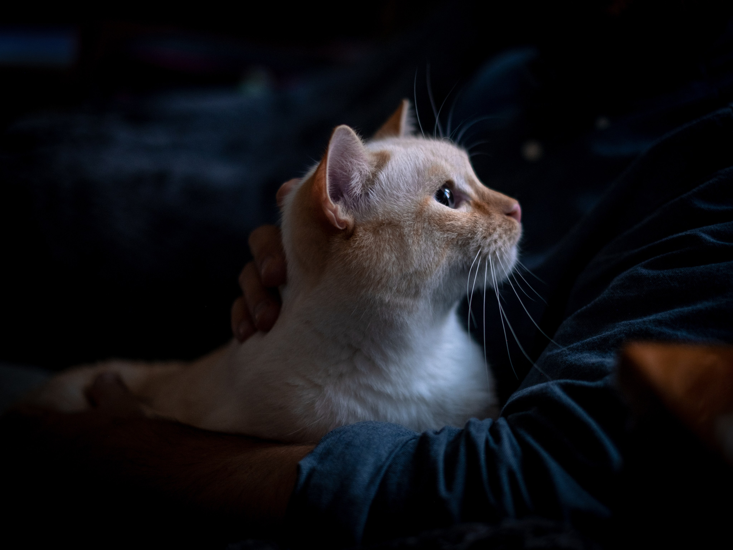 Нюша и Лучик для Антона!. Зоофотограф, фотограф животных в Москве и области Дина Дамоцева