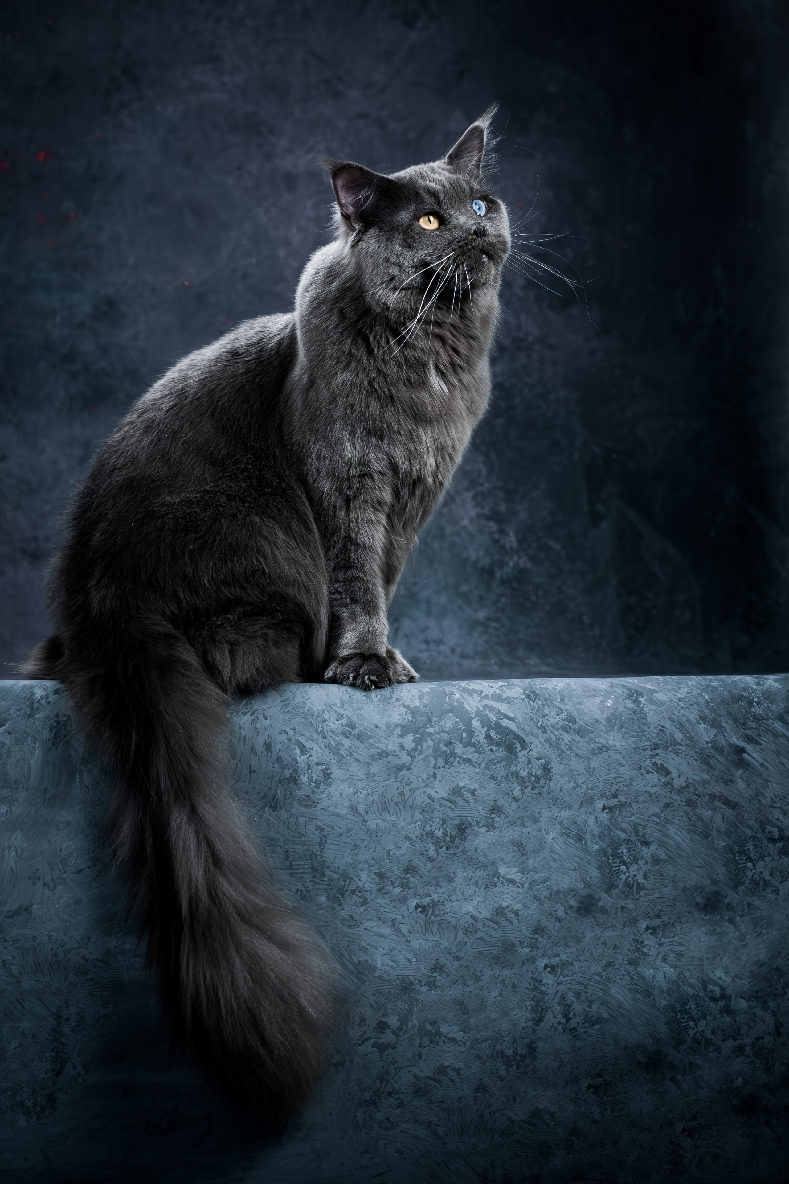 Мейн-куны для Анастасии. Зоофотограф, фотограф животных в Москве и области Дина Дамоцева