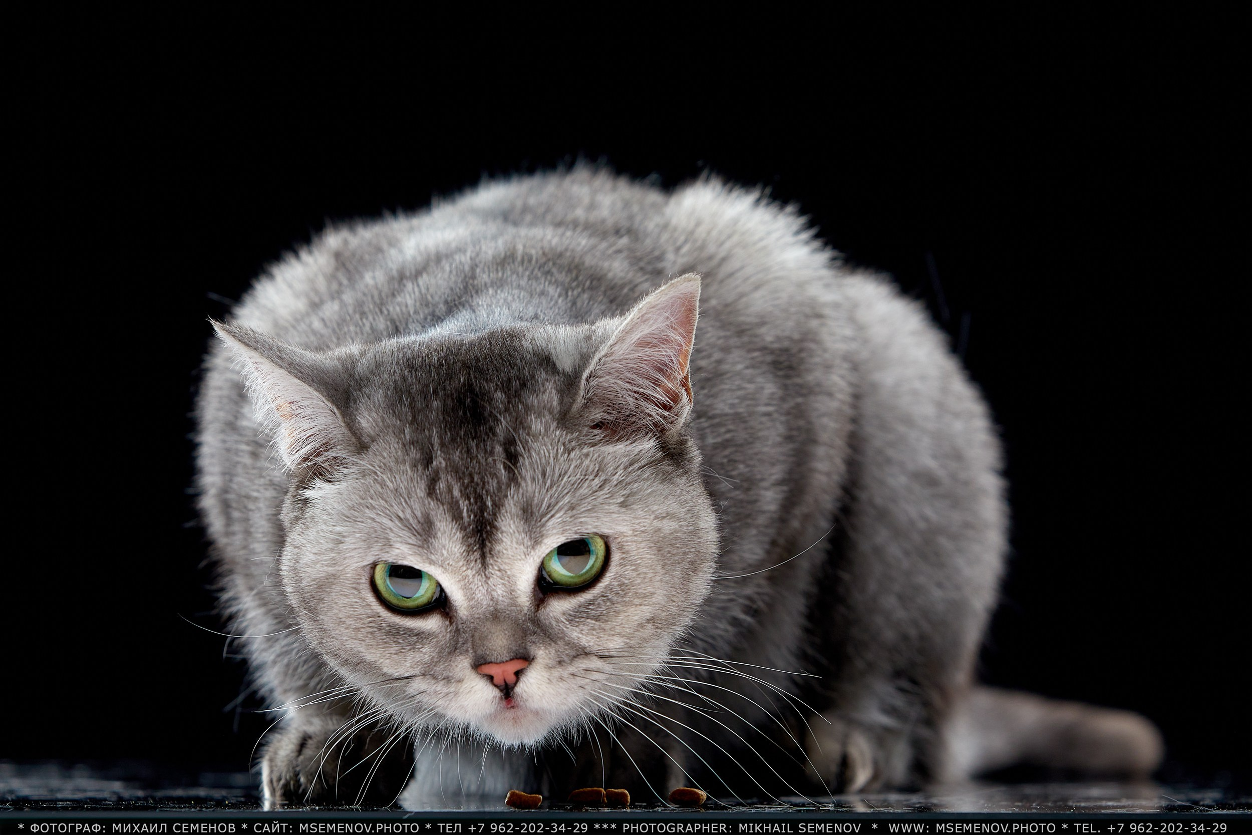 Хищный взгляд кота на фотосессии