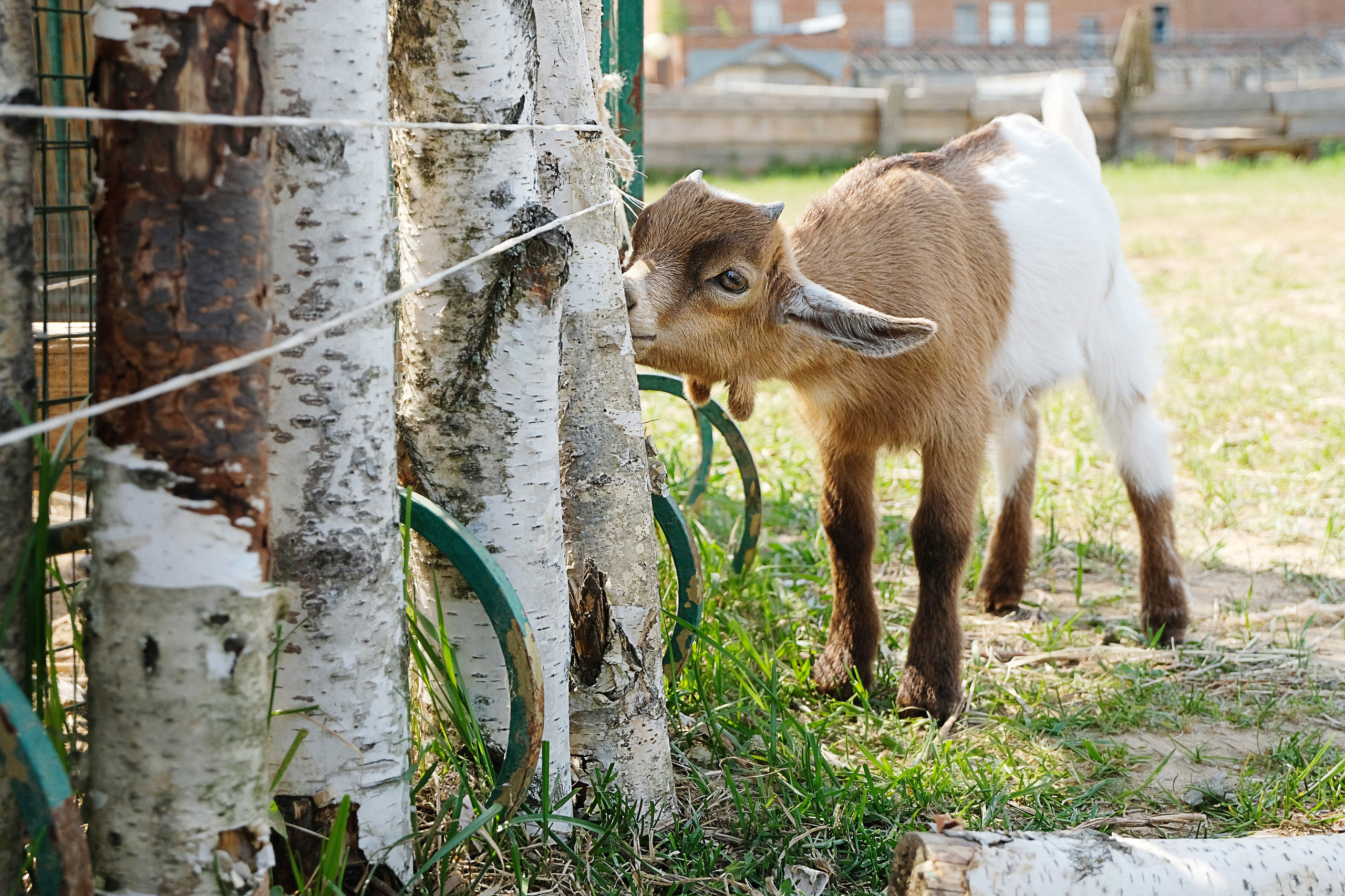 Животные и птицы. KRUTOVA_фотографирую жизнь