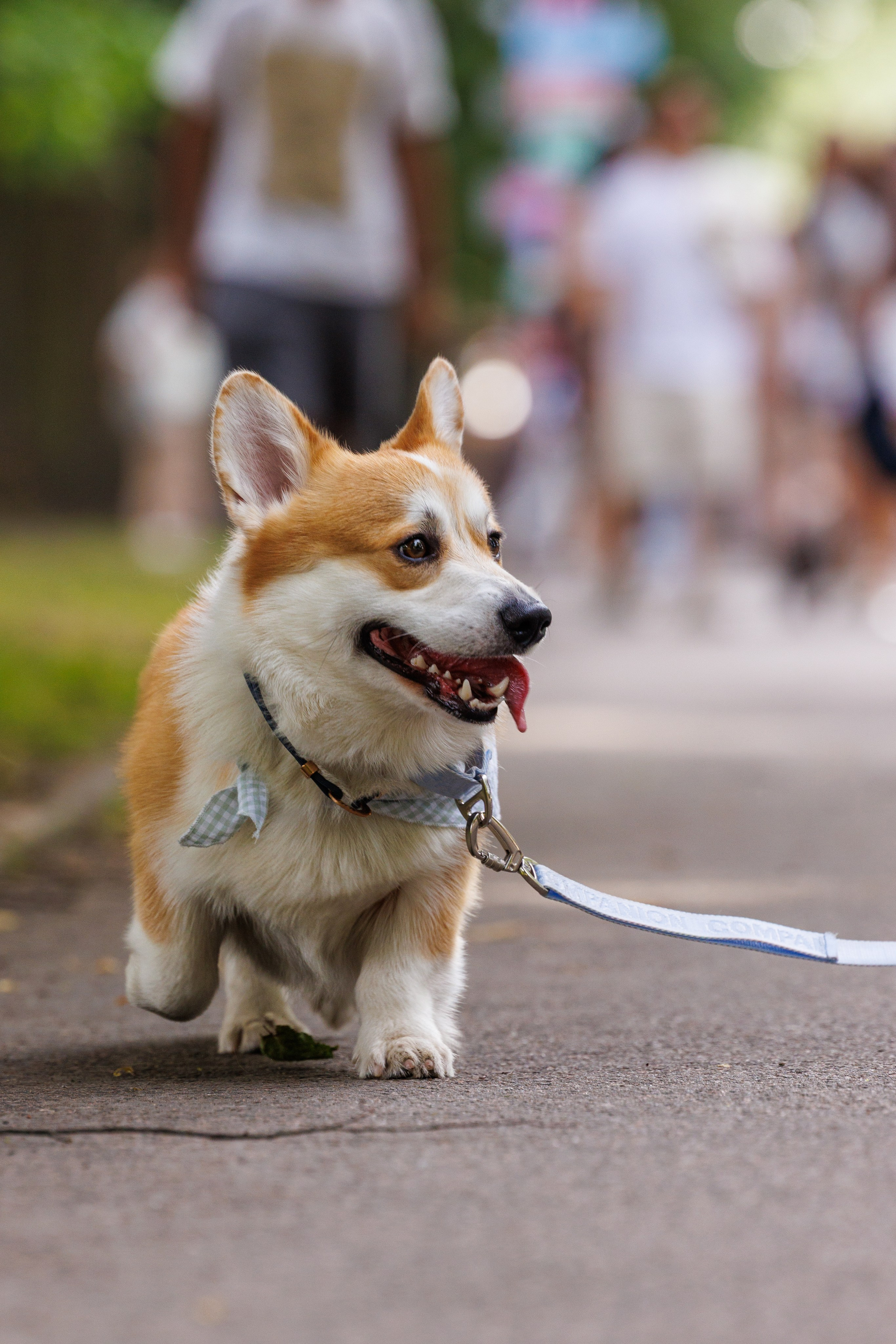 PetShopDays2026. Фотограф Александр Заломаев