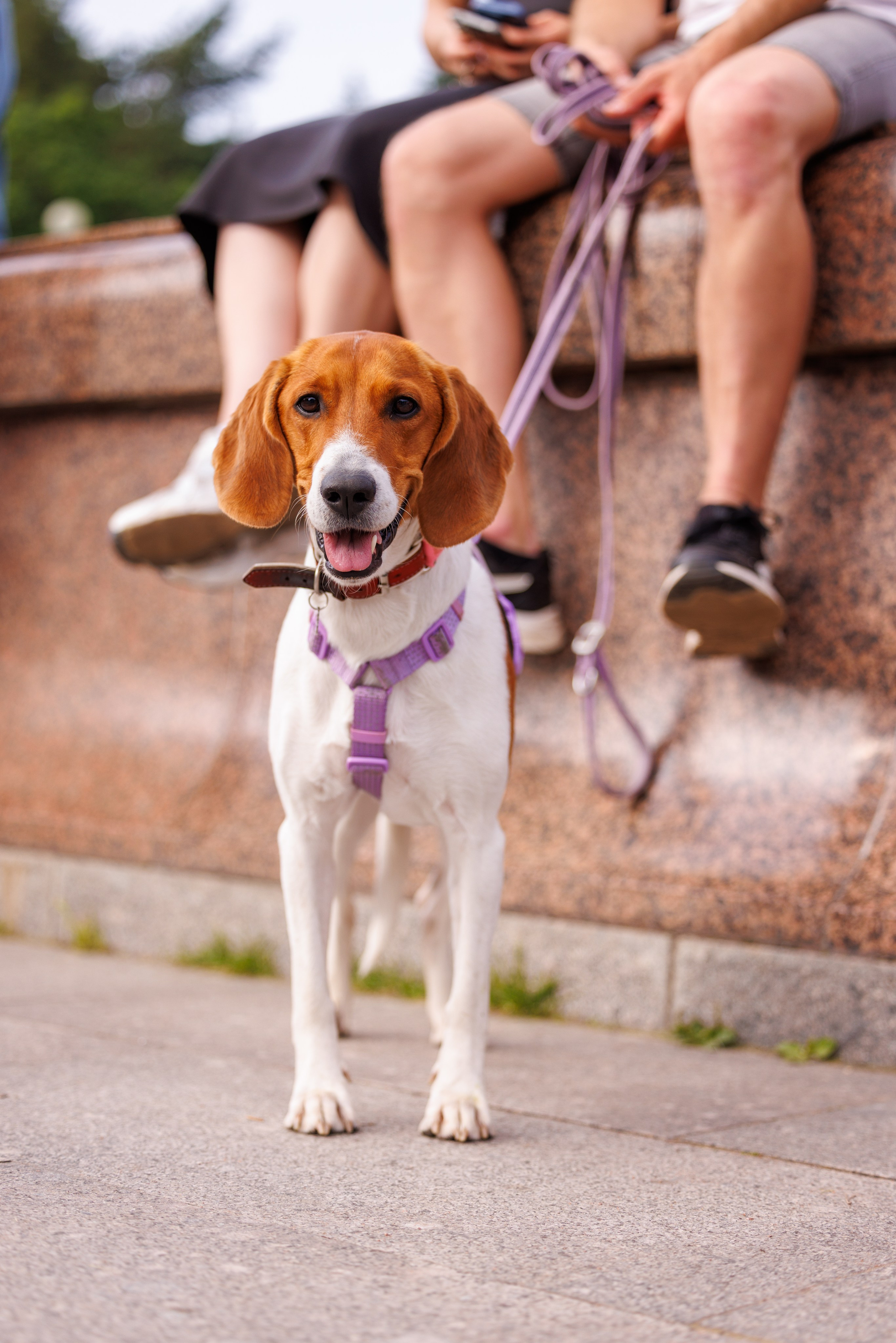 PetShopDays2026. Фотограф Александр Заломаев
