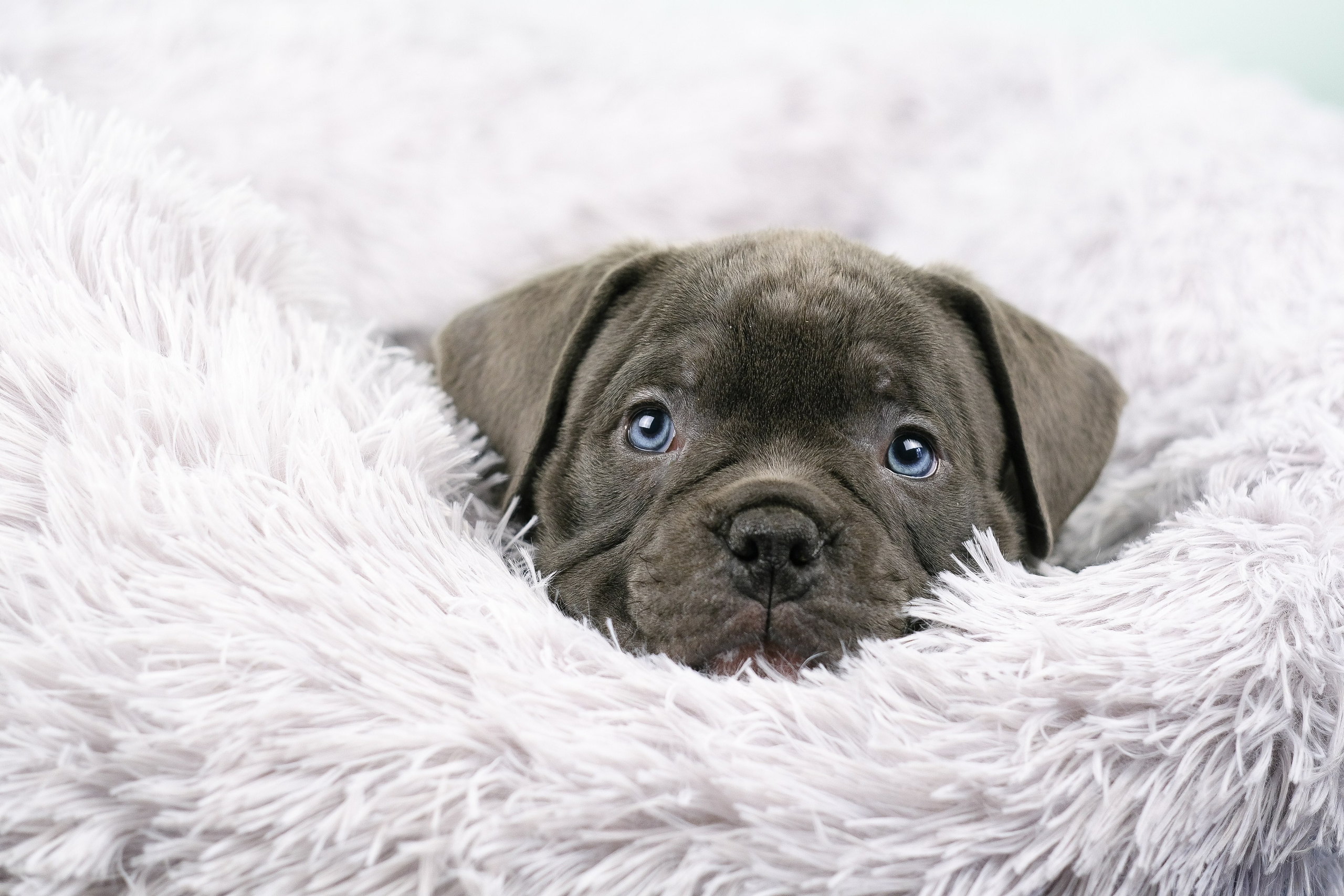 Американский Булли. Фотограф и видеограф анималист Аганина Дарья
