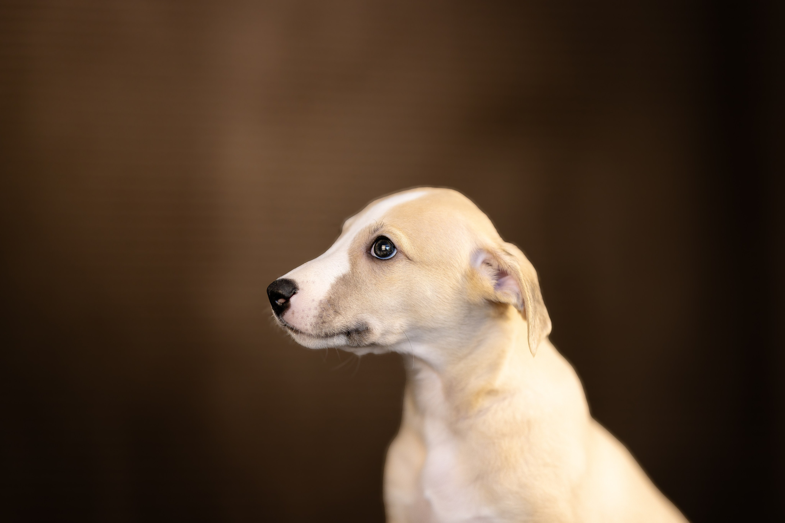 Уиппет. Фотограф и видеограф анималист Аганина Дарья