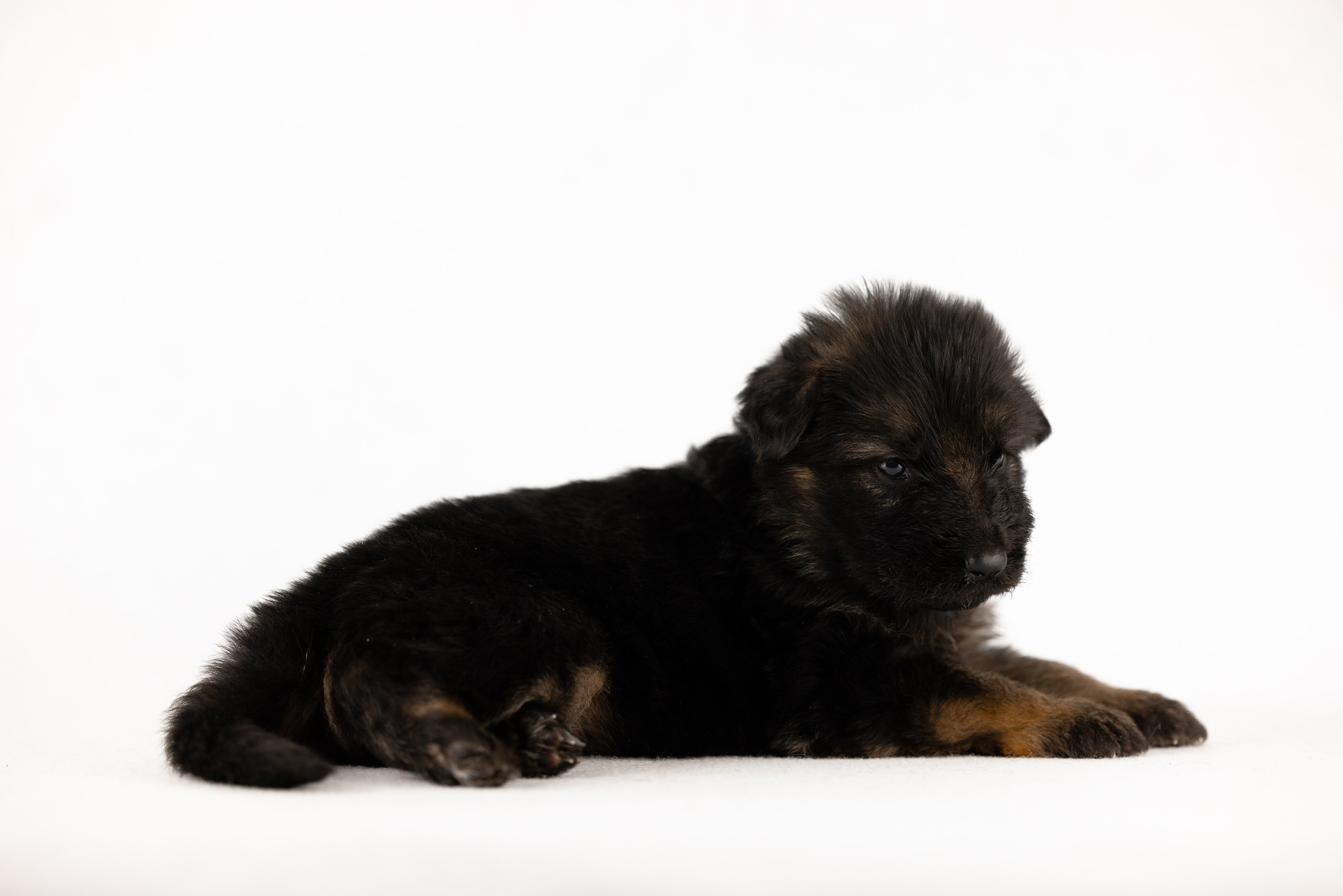 Немецкая овчарка. Фотограф и видеограф анималист Аганина Дарья