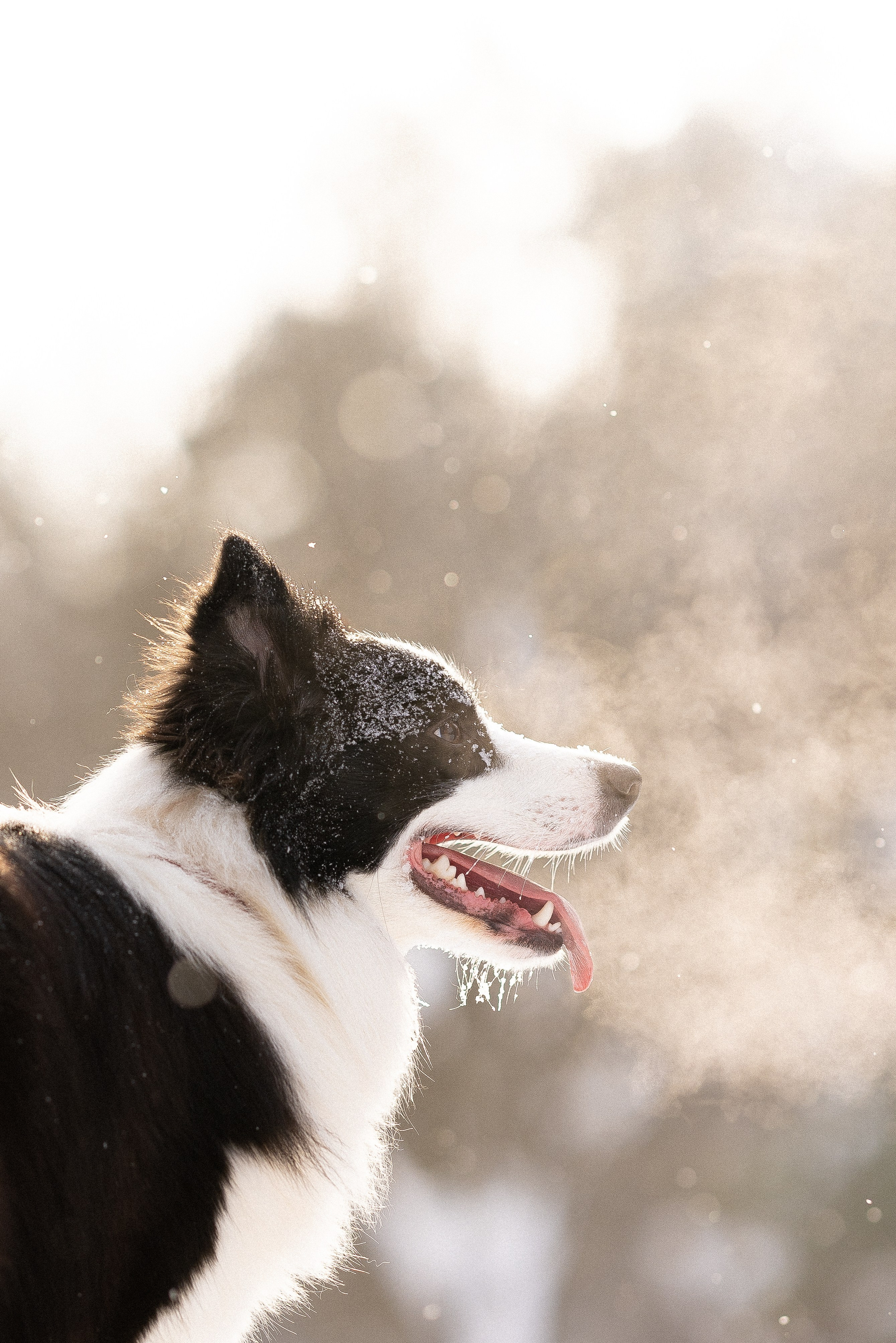 Лилия, Алексей и Ариана. Фотограф и видеограф анималист Аганина Дарья