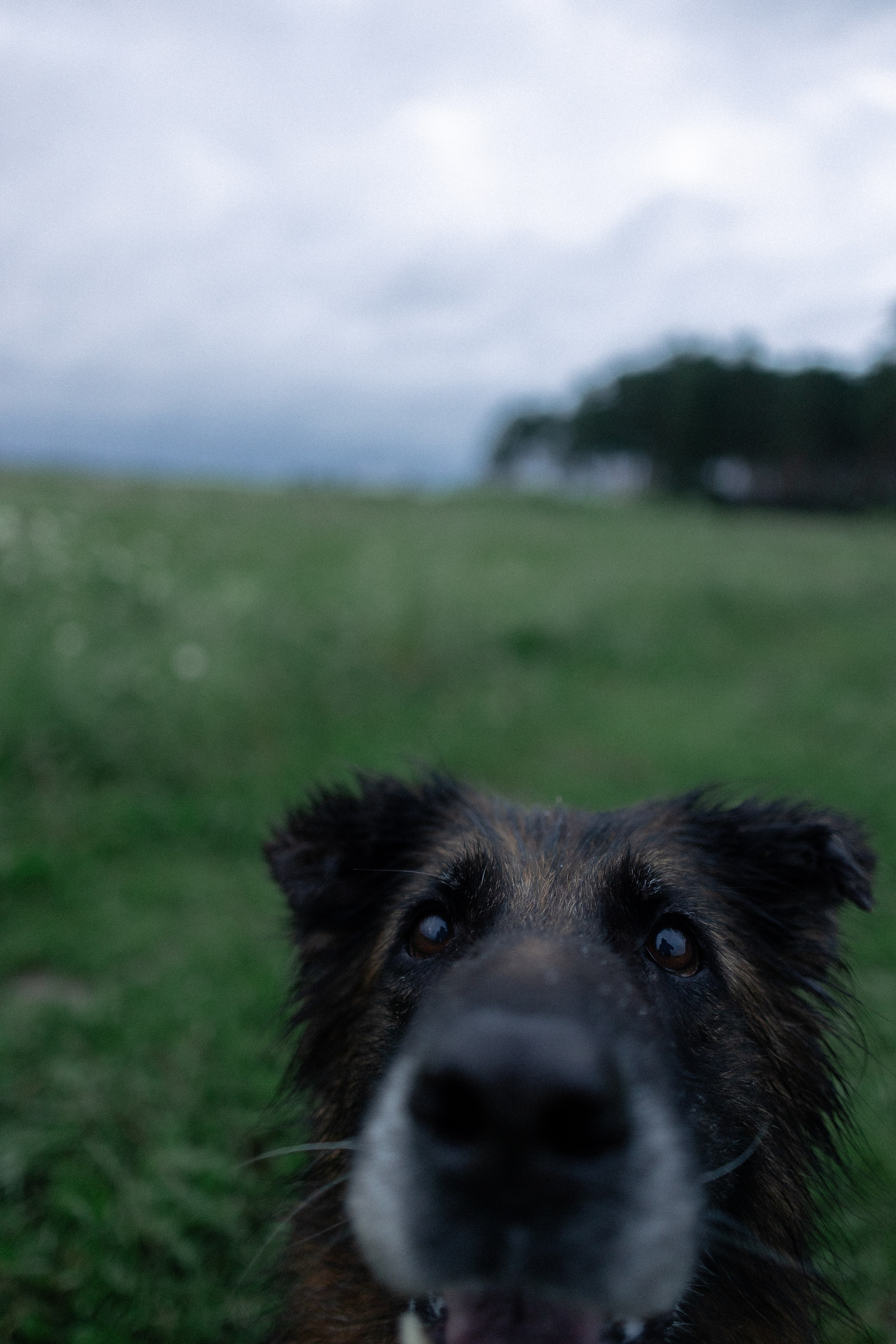 Алена, Фанни и Фрея. Фотограф и видеограф анималист Аганина Дарья