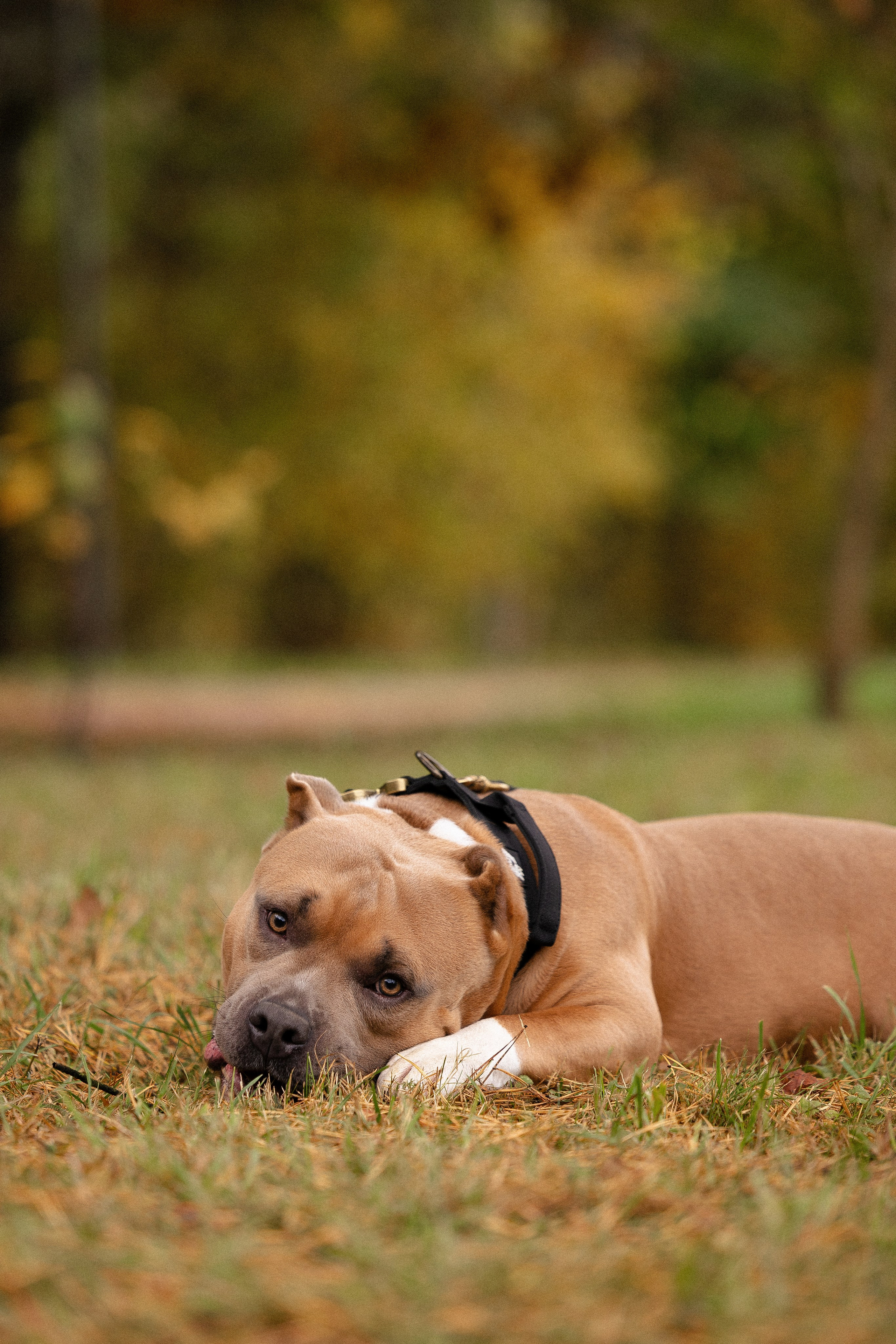 Алена и Тор. Фотограф и видеограф анималист Аганина Дарья