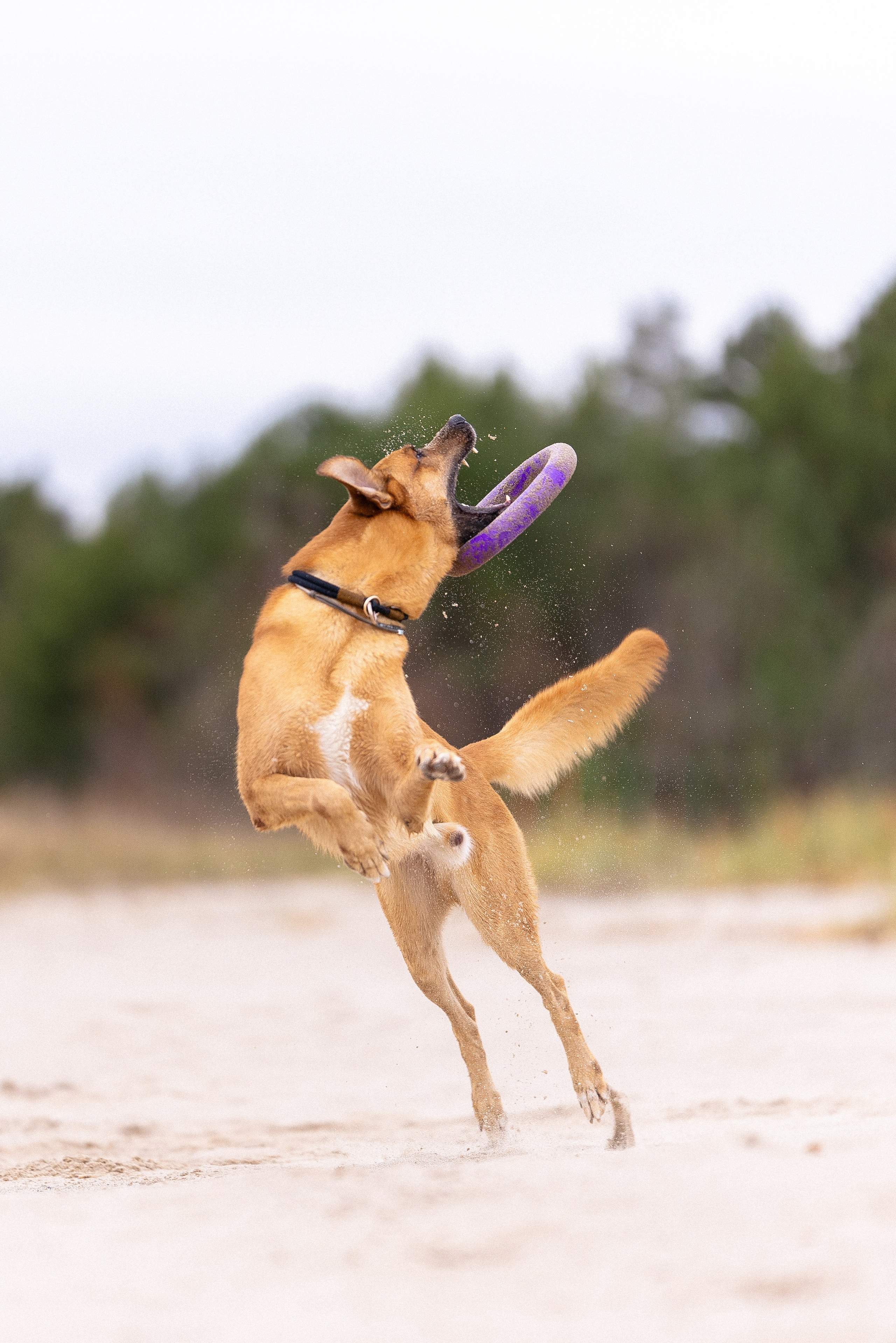 Karelia. Фотограф и видеограф анималист Аганина Дарья