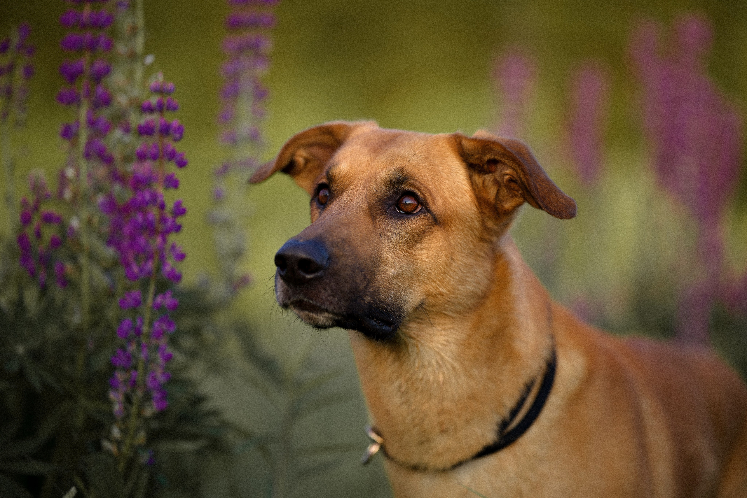 Тео и Гуччи. Фотограф и видеограф анималист Аганина Дарья