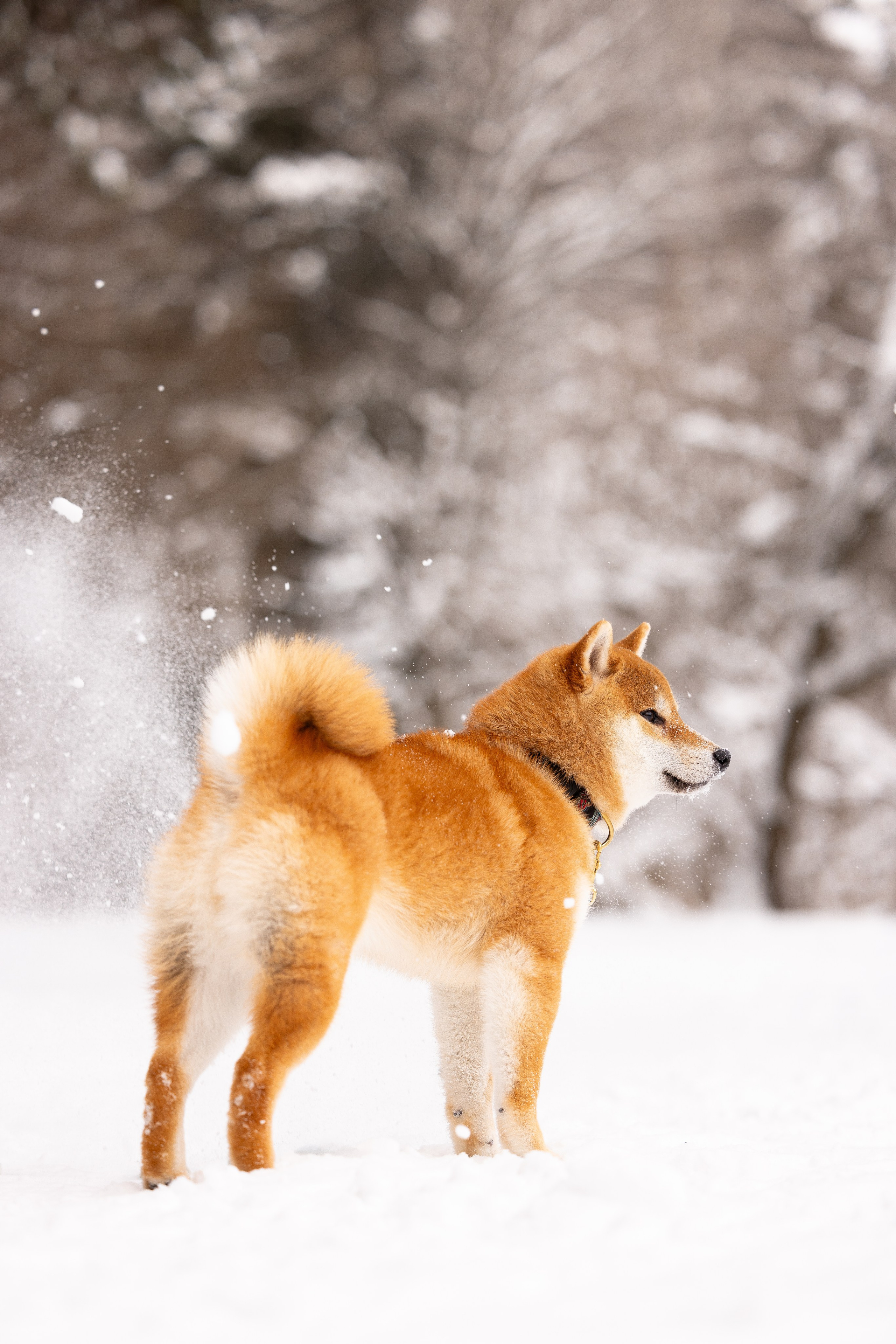Юми, Серж и Тоши. Фотограф и видеограф анималист Аганина Дарья