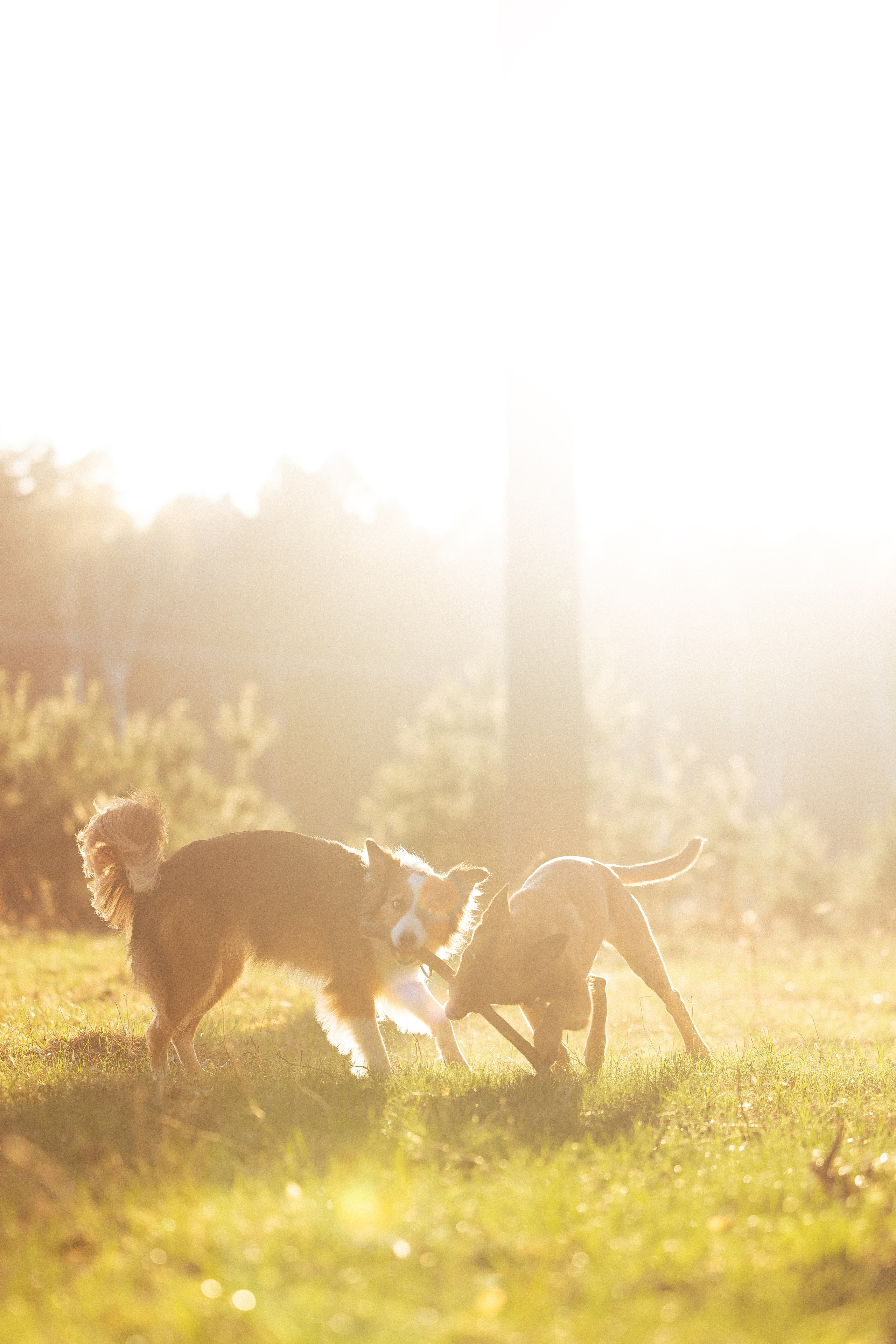 Разношерстная компания. Фотограф и видеограф анималист Аганина Дарья