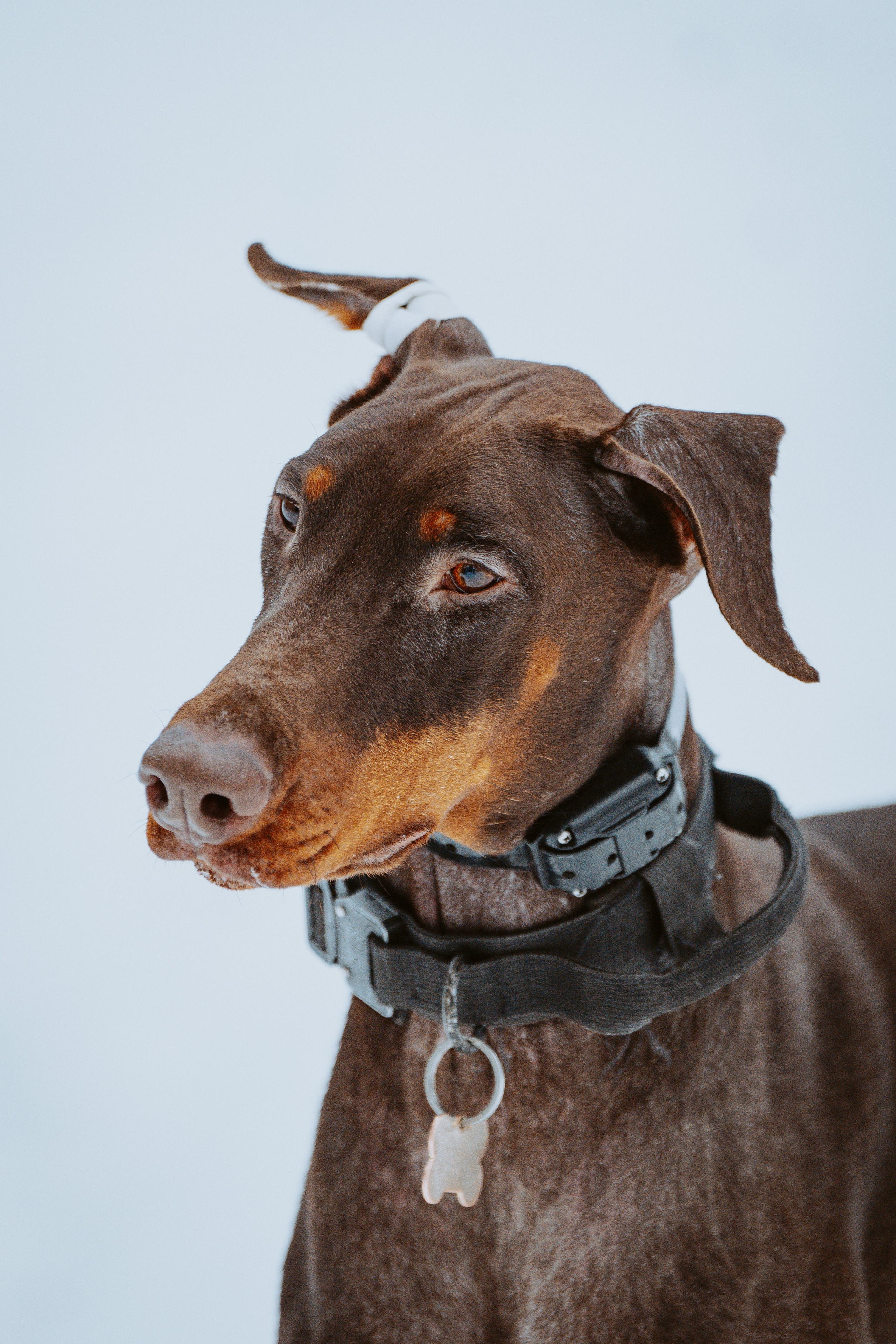 Дог трекинг. Фотограф анималист в Спб недорого Олеся Майорова