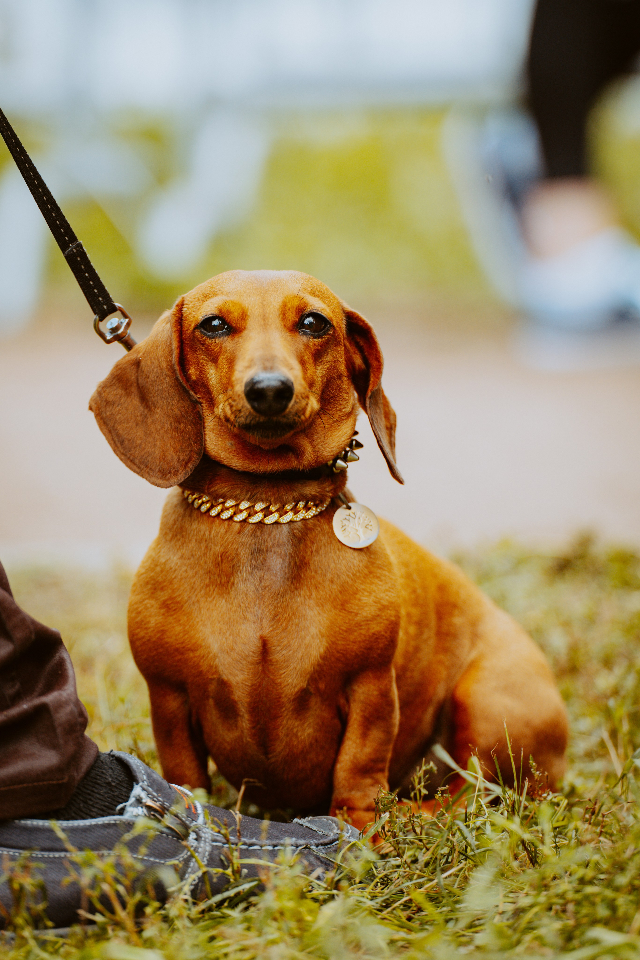 Такспарад. Фотограф анималист в Спб недорого Олеся Майорова