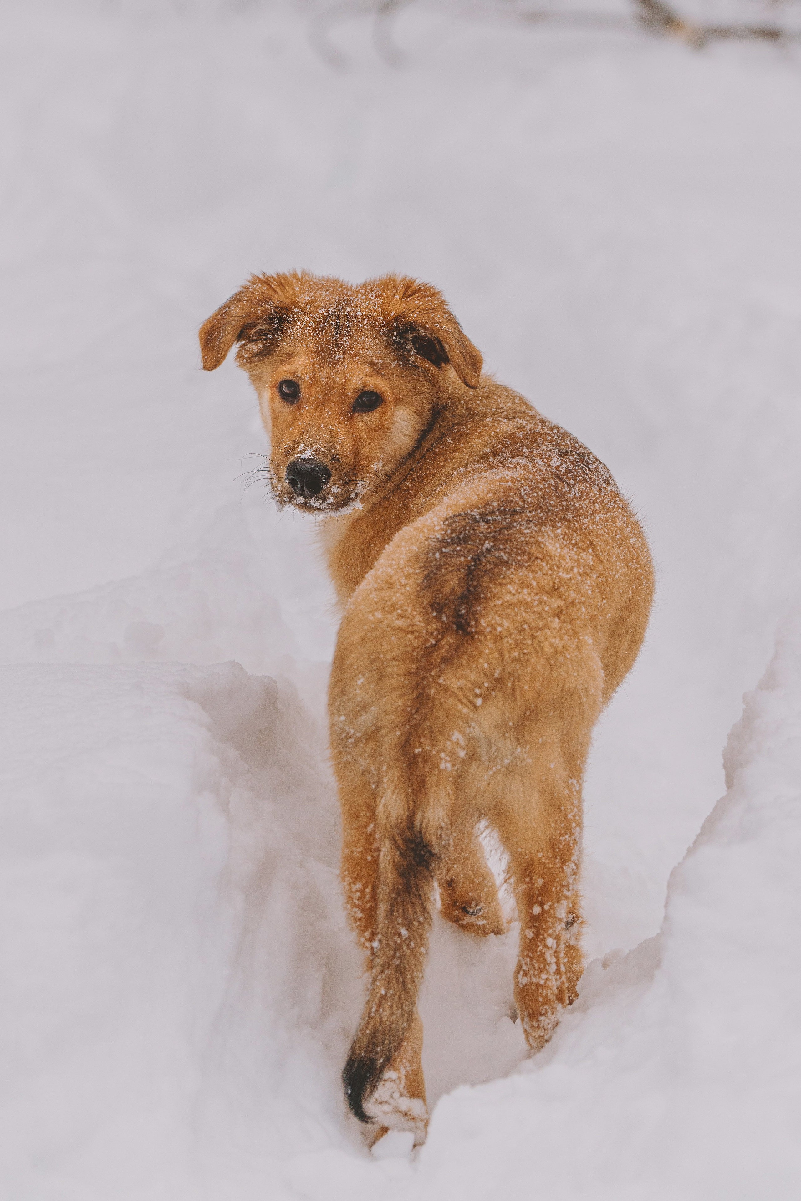 Фотосессия с питомцами на природе. Фотограф анималист в Спб недорого Олеся Майорова
